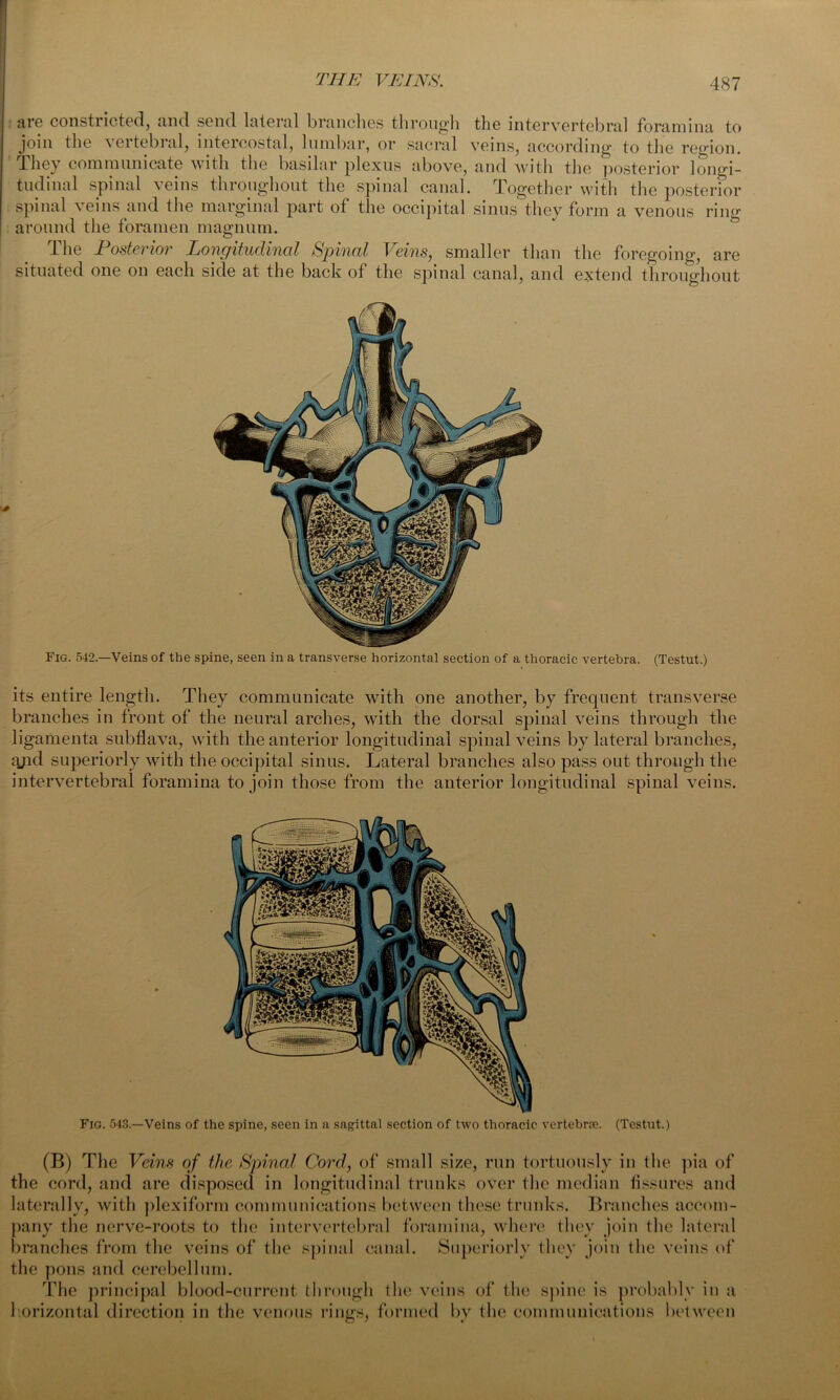 are constricted, and send lateral branches through the intervertebral foramina to join the \eitebial, intercostal, lumbar, or sacral veins, according to the region. They communicate with the basilar plexus above, and with the posterior longi- tudinal spinal veins throughout the spinal canal. Together with the posterior spinal veins and the marginal part of the occipital sinus they form a venous ring around the foramen magnum. The Posterior Longitudinal Spinal Veins, smaller than the foregoing, are situated one on each side at the back of the spinal canal, and extend throughout Fig. 542.—Veins of the spine, seen in a transverse horizontal section of a thoracic vertebra. (Testut.) its entire length. They communicate with one another, by frequent transverse branches in front of the neural arches, with the dorsal spinal veins through the ligamenta subflava, with the anterior longitudinal spinal veins by lateral branches, ajid superiorly with the occipital sinus. Lateral branches also pass out through the intervertebral foramina to join those from the anterior longitudinal spinal veins. Fig. 543—Veins of the spine, seen in a sagittal section of two thoracic vertebra;. (Testut.) (B) The Veins of the Spinal Cord, of small size, run tortuously in the pia of the cord, and are disposed in longitudinal trunks over the median fissures and laterally, with plexiform communications between these trunks. Branches accom- pany the nerve-roots to the intervertebral foramina, where they join the lateral branches from the veins of the spinal canal. Superiorly they join the veins of the pons and cerebellum. The principal blood-current through tlie veins of the spine is probably in a horizontal direction in the venous rings, formed by the communications between