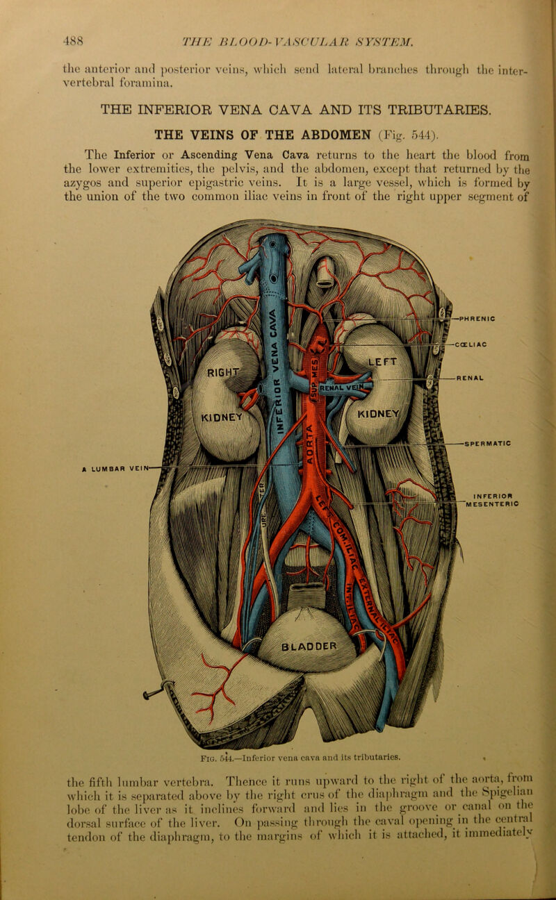 the anterior and posterior veins, which send lateral branches through the inter- vertebral foramina. THE INFERIOR VENA CAVA AND ITS TRIBUTARIES. THE VEINS OF THE ABDOMEN (Fig. 544). The Inferior or Ascending Vena Cava returns to the heart the blood from the lower extremities, the pelvis, and the abdomen, except that returned by the azygos and superior epigastric veins. It is a large vessel, which is formed by the union of the two common iliac veins in front of the right upper segment of A LUMBAR VEIN '—PHRENIC CCELI AC RENAL SPERMATIC INFERIOR MESENTERIC Fig. 544.—Inferior vena cava and its tributaries the fifth lumbar vertebra. Thence it runs upward to the right of the aorta, from which it is separated above by the right crus of the diaphragm and the Spigelian lobe of the liver as it inclines forward and lies in the groove or canal on the dorsal surface of the liver. On passing through the caval opening in the centra tendon of the diaphragm, to the margins of which it is attached, it immediately
