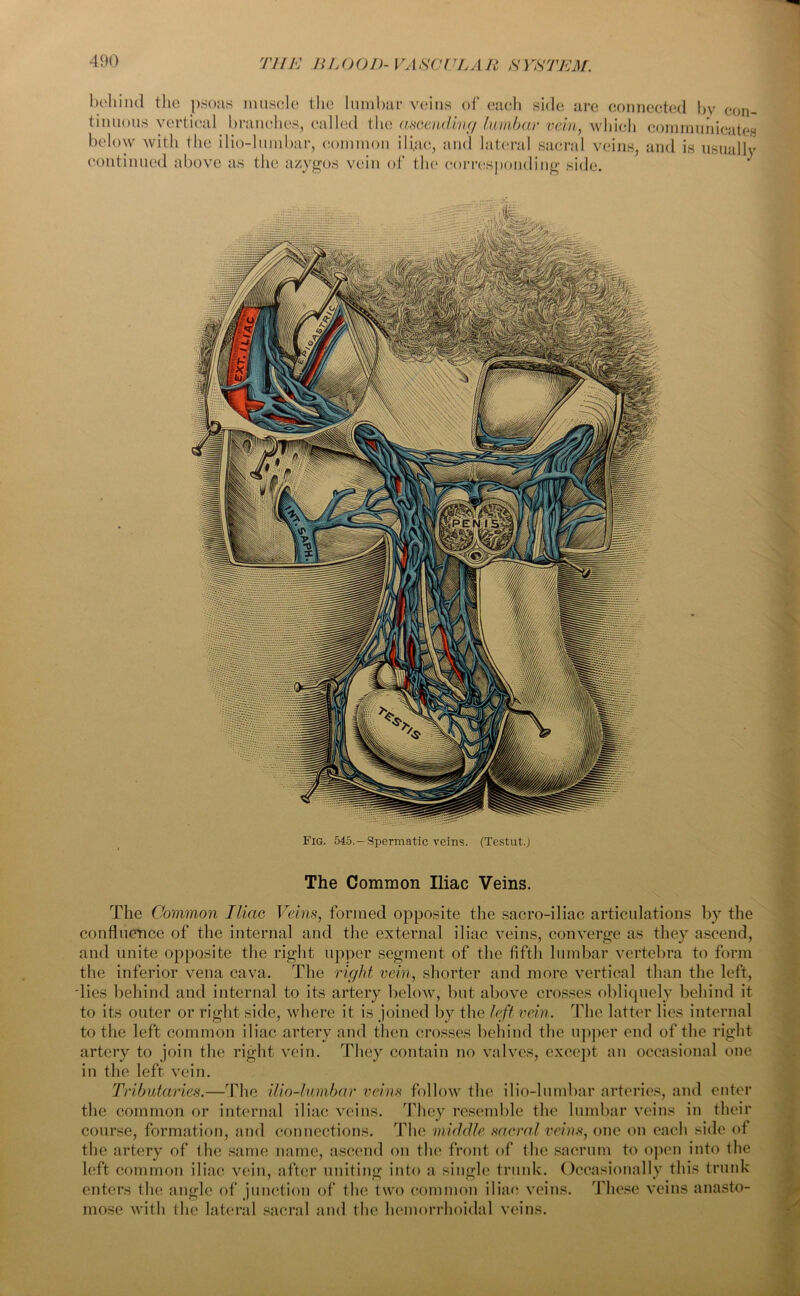 THE li L O OD- VA SC11LA R S YSTEM. behind the psoas muscle the lumbar veins of each side are connected by con- tinuous vertical branches, called the ascending lumbar vein, which communicates below with the ilio-lumbar, common iliac, and lateral sacral veins, and is usually continued above as the azygos vein of the corresponding side. Fig. 545.—Spermatic reins. (Testut.) The Common Iliac Veins. The Common Iliac Veins, formed opposite the sacro-iliac articulations by the confluence of the internal and the external iliac veins, converge as they ascend, and unite opposite the right upper segment of the fifth lumbar vertebra to form the inferior vena cava. The right vein, shorter and more vertical than the left, dies behind and internal to its artery below, but above crosses obliquely behind it to its outer or right side, where it is joined by the left vein. The latter lies internal to the left common iliac artery and then crosses behind the upper end of the right artery to join the right vein. They contain no valves, except an occasional one in the left vein. Tributaries.—The ilio-lumbar veins follow the ilio-lumbar arteries, and enter the common or internal iliac veins. They resemble the lumbar veins in their course, formation, and connections. The middle sacral veins, one on each side of the artery of the same name, ascend on the front of the sacrum to open into the left common iliac vein, after uniting into a single trunk. Occasionally this trunk enters the angle of junction of the two common iliac veins. These veins anasto- mose with the lateral sacral and the hemorrhoidal veins.