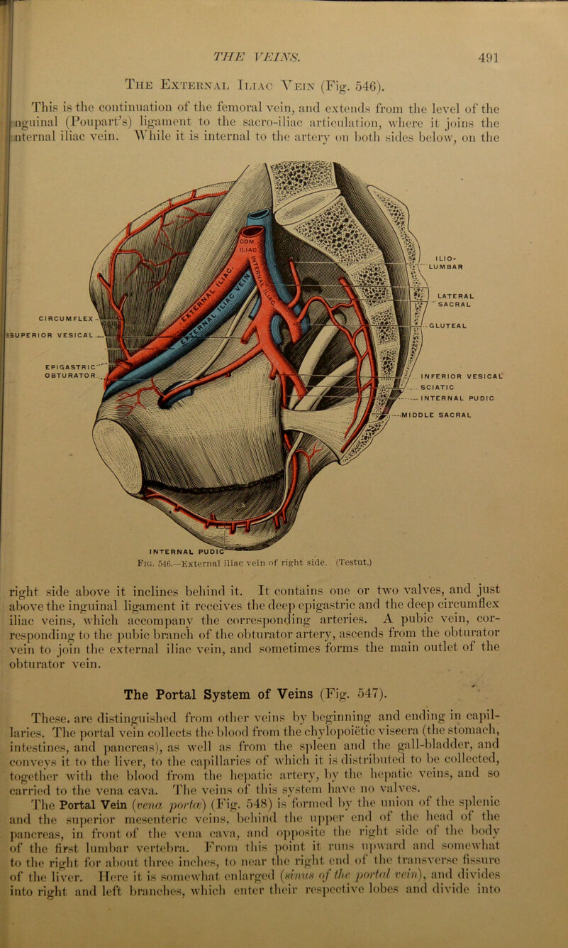 The External Iliac Vein (Fig. 546). This is the continuation of the femoral vein, and extends from the level of the nguinal (Pollpart’s) ligament to the sacro-iliac articulation, where it joins the nternal iliac vein. While it is internal to the artery on both sides below, on the CIRCUMFLEX S5UPERIOR VESICAL EPIGASTRI OBTURATO INFERIOR VESICAL SCIATIC INTERNAL PUDIC LE SACRAL INTERNAL PUDIC- Fig. 546—External iliac vein of right side. (Testut.) right side above it inclines behind it. It contains one or two valves, and just above the inguinal ligament it receives the deep epigastric and the deep circumflex iliac veins, which accompany the corresponding arteries. A pubic vein, cor- responding to the pubic branch of the obturator artery, ascends from the obturator vein to join the external iliac vein, and sometimes forms the main outlet of the obturator vein. The Portal System of Veins (Fig. 547). These, are distinguished from other veins by beginning and ending in capil- laries. The portal vein collects the blood from the chylopoietic viscera (the stomach, intestines, and pancreas), as well as from the spleen and the gall-bladder, and conveys it to the liver, to the capillaries of which it is distributed to be collected, together with the blood from the hepatic artery, by the hepatic veins, and so carried to the vena cava. The veins of this system have no valves. The Portal Vein (vena portae) (Fig. 548) is formed by the union of the splenic and the superior mesenteric veins, behind the upper end of the head of the pancreas, in front of the vena cava, and opposite the right side of the body of the first lumbar vertebra. From this point it runs upward and somewhat to the right for about three inches, to near the right end of the transverse fissure of the liver. Here it is somewhat enlarged (sinus of the portal vein), and divides into right and left branches, which enter their respective lobes and divide into