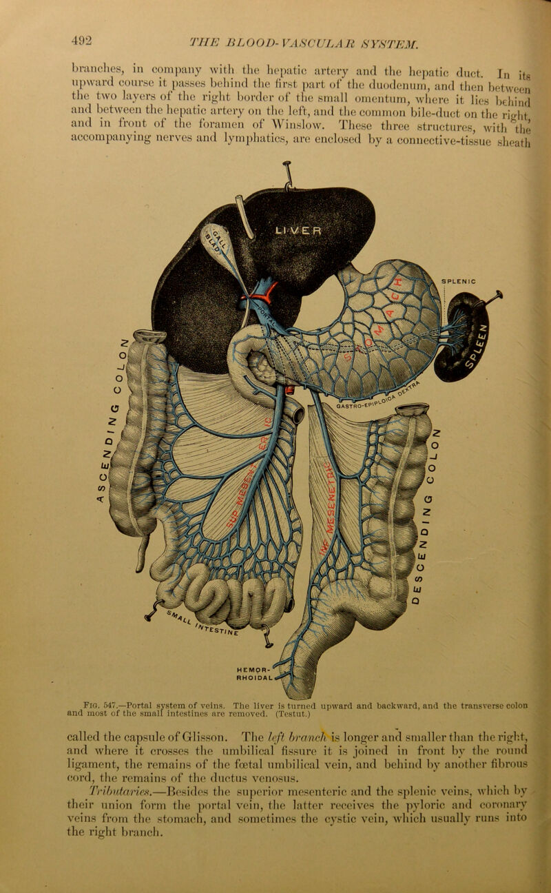 branches, in company with the hepatic artery and the hepatic duct, Tn its upward course it passes behind the first part of the duodenum, and then between the two layers of the right border of the small omentum, where it lies behind and between the hepatic artery on the left, and the common bile-duct on the right and in front of the foramen of Winslow. These three structures, with the accompanying nerves and lymphatics, are enclosed by a connective-tissue sheath Fig. 547.—Portal system of veins. The liver is turned upward and backward, and the transverse colon and most of the small intestines are removed. (Testut.) called the capsule of Glisson. The left branch is longer and smaller than the right, and where it crosses the umbilical fissure it is joined in front by the round ligament, the remains of the foetal umbilical vein, and behind by another fibrous cord, the remains of the ductus venosus. Tributaries.—Besides the superior mesenteric and the splenic veins, which by their union form the portal vein, the latter receives the pyloric and coronary veins from the stomach, and sometimes the cystic vein, which usually runs into the right branch.