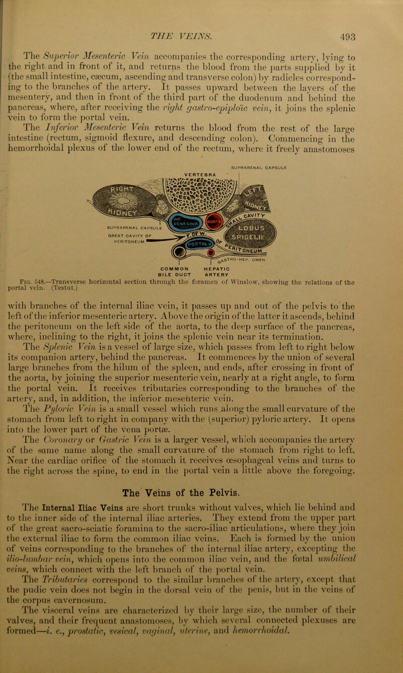 The Superior Mesenteric Vein accompanies the corresponding artery, lying to the right and in front of it, and returns the blood from the parts supplied by it (the small intestine, caecum, ascending and transverse colon) by radicles correspond- ing to the branches of the artery. It passes upward between the layers of the mesentery, and then in front of the third part of the duodenum and behind the pancreas, where, after receiving the right gastro-epiploic vein, it joins the splenic vein to form the portal vein. The Inferior Mesenteric Vein returns the blood from the rest of the large intestine (rectum, sigmoid flexure, and descending colon). Commencing in the hemorrhoidal plexus of the lower end of the rectum, where it freely anastomoses / SUPRARENAL CAPSULE VERTEBRA COMMON HEPATIC BILE DUCT ARTERY Fig. 548.—Transverse horizontal section through the foramen of Winslow, showing the relations of the portal vein. (Testut.) with branches of the internal iliac vein, it passes up and out of the pelvis to the left of the inferior mesenteric artery. Above the origin of the latter it ascends, behind the peritoneum on the left side of the aorta, to the deep surface of the pancreas, where, inclining to the right, it joins the splenic vein near its termination. The Splenic Vein is a vessel of large size, which passes from left to right below its companion artery, behind the pancreas. It commences by the union of several large branches from the hilum of the spleen, and ends, after crossing in front of the aorta, by joining the superior mesenteric vein, nearly at a right angle, to form the portal vein. It receives tributaries corresponding to the branches of the artery, and, in addition, the inferior mesenteric vein. The Pyloric Vein is a small vessel which runs along the small curvature of the stomach from left to right in company with the (superior) pyloric artery. It opens into the lower part of the vena portae. The Coronary or Gastric Vein is a larger vessel, which accompanies the artery of the same name along the small curvature of the stomach from right to left. Near the cardiac orifice of the stomach it receives oesophageal veins and turns to the right across the spine, to end in the portal vein a little above the foregoing. The Veins of the Pelvis. The Internal Iliac Veins are short trunks without valves, which lie behind and to the inner side of the internal iliac arteries. They extend from the upper part of the great sacro-sciatic foramina to the sacro-iliac articulations, where they join the external iliac to form the common iliac veins. Each is formed by the union of veins corresponding to the branches of the internal iliac artery, excepting the ilio-lumbar vein, which opens into the common iliac vein, and the foetal ■umbilical veins, which connect with the left branch of the portal vein. The Tributaries correspond to the similar branches of the artery, except that the pudic vein does not begin in the dorsal vein of the penis, but in the veins of the corpus cavernosum. The visceral veins are characterized by their large size, the number of their valves, and their frequent anastomoses, by which several connected plexuses are formed—i. e., prostatic, vesical, vaginal, uterine, and hemorrhoidal.