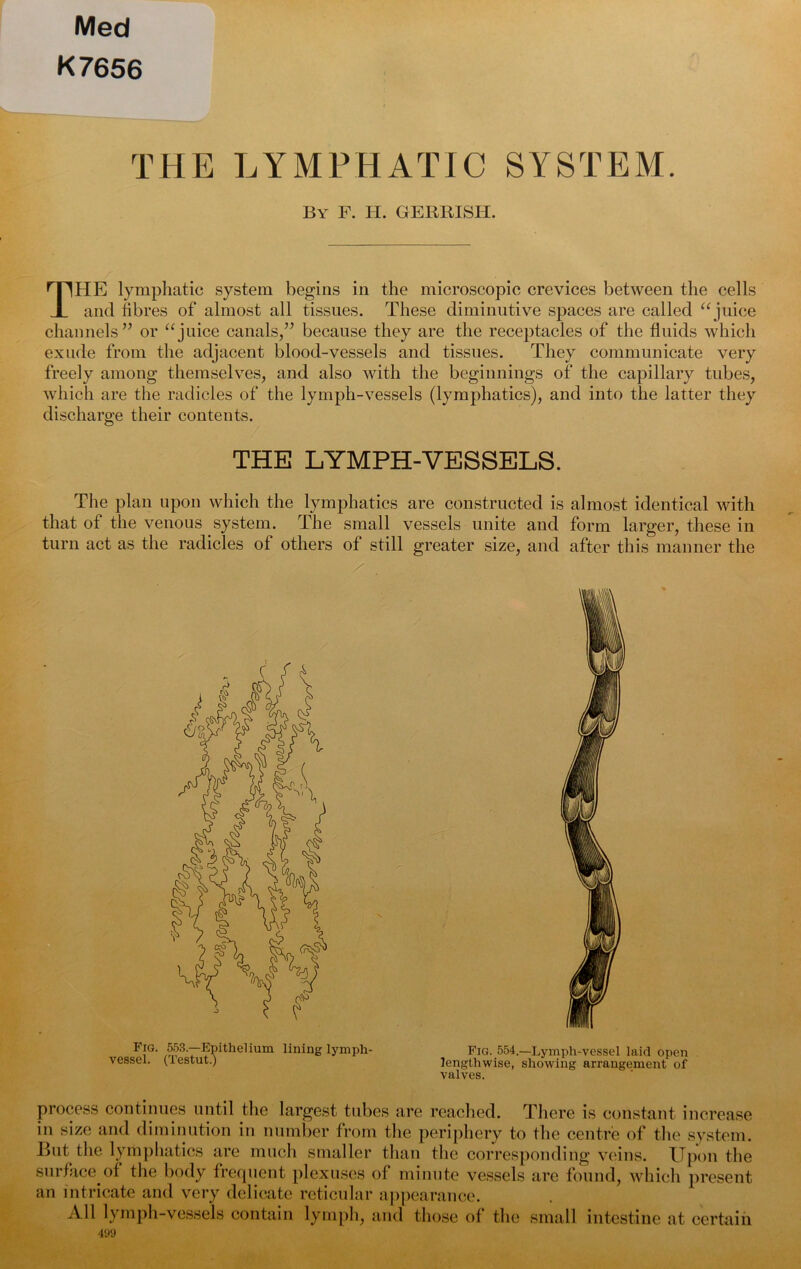 Med K7656 THE LYMPHATIC SYSTEM. By F. H. GERRISH. THE lymphatic system begins in the microscopic crevices between the cells and fibres of almost all tissues. These diminutive spaces are called “ juice channels” or “juice canals,” because they are the receptacles of the fluids which exude from the adjacent blood-vessels and tissues. They communicate very freely among themselves, and also with the beginnings of the capillary tubes, which are the radicles of the lymph-vessels (lymphatics), and into the latter they discharge their contents. THE LYMPH-VESSELS. The plan upon which the lymphatics are constructed is almost identical with that of the venous system. The small vessels unite and form larger, these in turn act as the radicles of others of still greater size, and after this manner the Fig. 553.—Epithelium lining lymph- Fig. 554.—Lymph-vessel laid open vessel, (lestut.) lengthwise, showing arrangement of valves. process continues until the largest tubes are reached. There is constant increase in size and diminution in number from the periphery to the centre of the system. Hnt the lymphatics are much smaller than the corresponding veins. Upon the surface of the body frequent plexuses of minute vessels are found, which present an intricate and very delicate reticular appearance. All lymph-vessels contain lymph, and those of the small intestine at certain