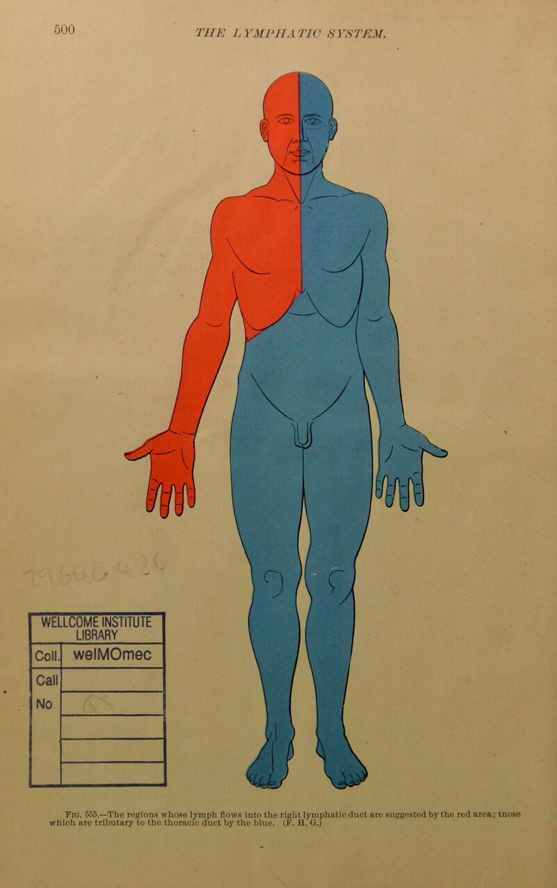 Fig. 555.—The regions whose lymph flows into the right lymphatic duct are suggested by the red area; tnose which are tributary to the thoracic duct by the blue. (F. II. G.)