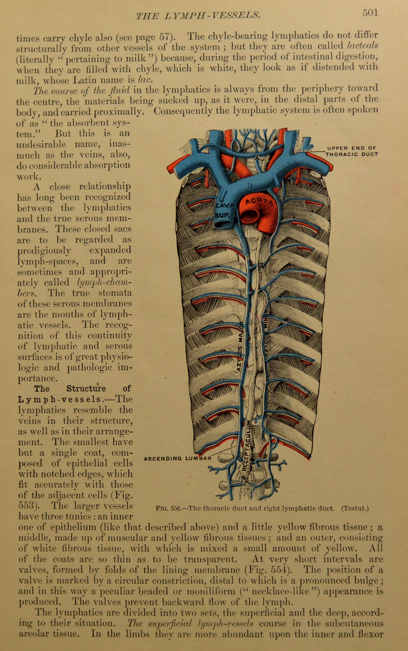 THE LYMPH -VESSELS. END OK 1C DUCT times carry chyle also (see page 57). The chyle-bearing lymphatics do not differ structurally from other vessels of the system ; but they are often called lacteals (literally '‘pertaining to milk”) because, during the period of intestinal digestion, when they are filled with chyle, which is white, they look as li distended with milk, whose Latin name is lac. The course of the fluid in the lymphatics is always from the periphery toward the centre, the materials being sucked up, as it were, in the distal parts of the body, and carried proximally. Consequently the lymphatic system is often spoken of as “ the absorbent sys- tem.” But this is an |PM|| X undesirable name, inas- much as the veins, also, do considerable absorption work. A close relationship has long been recognized between the lymphatics and the true serous mem- branes. These closed sacs are to be regarded as prodigiously expanded lymph-spaces, and are sometimes and appropri- ately called lymph-cham- bers. The true stomata of these serous membranes are the mouths of lymph- atic vessels. The recog- nition of this continuity of lymphatic and serous surfaces is of great physio- logic and pathologic im- portance. The Structure of Lymph-vessels.—The lymphatics resemble the veins in their structure, as well as in their arrange- ment. The smallest have but a single coat, com- posed of epithelial cells with notched edges, which fit accurately with those of the adjacent cells (Fig. 553). The larger vessels' have three tunics : an inner one of epithelium (like that described above) and a little yellow fibrous tissue; a middle, made up of muscular and yellow fibrous tissues; and an outer, consisting of white fibrous tissue, with which is mixed a small amount of yellow. All of the coats are so thin as to be transparent. At very short intervals are valves, formed by folds of the lining membrane (Fig. 554). The position of a valve is marked by a circular constriction, distal to which is a pronounced bulge; and in this way a peculiar beaded or moniliform (“ necklace-like ”) appearance is produced. The valves prevent backward flow of the lymph. The lymphatics are divided into two sets, the superficial and the deep, accord- ing to their situation. The superficial lymph-vessels course in the subcutaneous areolar tissue. In the limbs they are more abundant upon the inner and flexor ASCE Fig. 556.—The thoracic duct and right lymphatic duct. (Testut.)