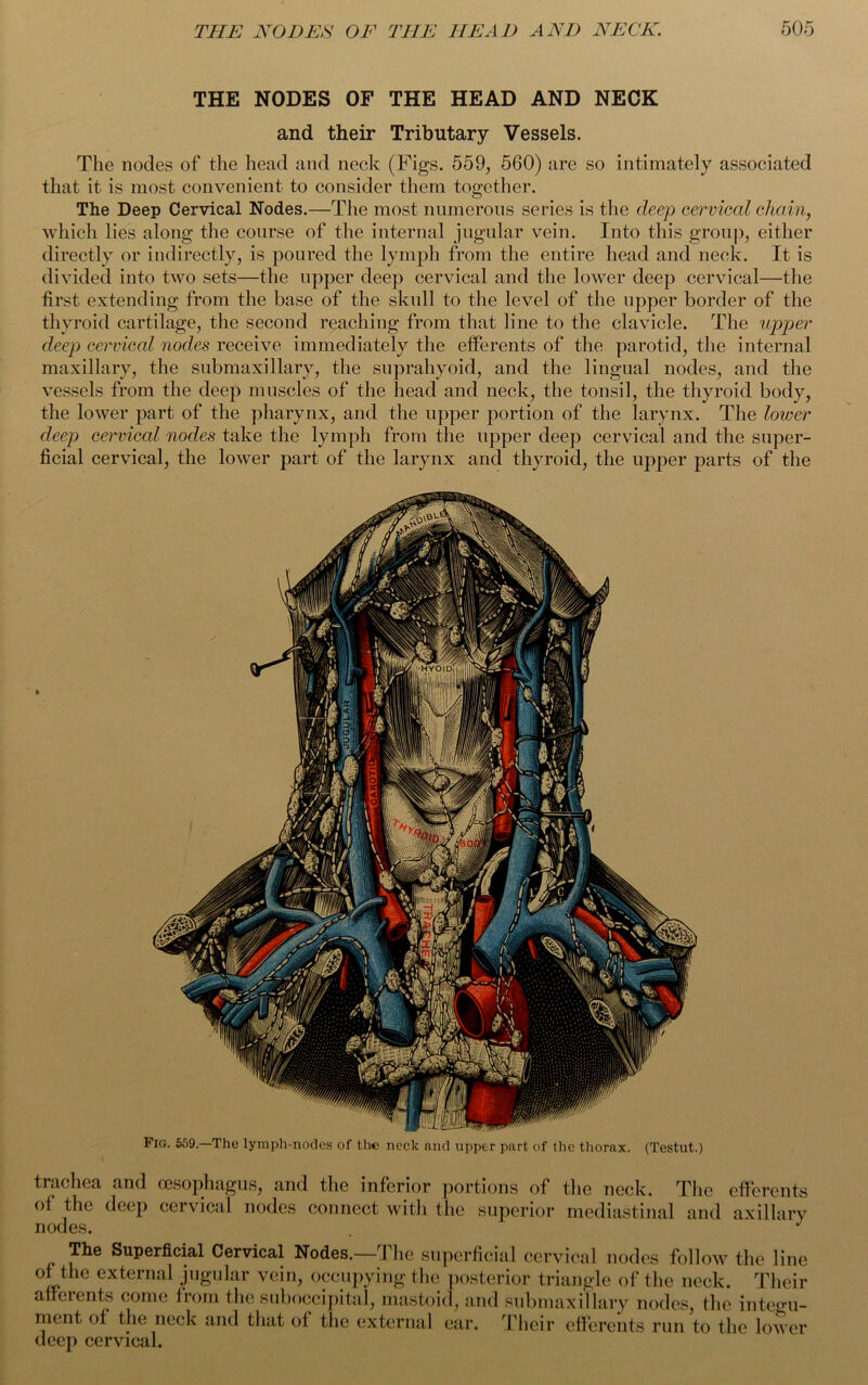 THE NODES OF THE HEAD AND NECK and their Tributary Vessels. The nodes of the head and neck (Figs. 559, 560) are so intimately associated that it is most convenient to consider them together. The Deep Cervical Nodes.—The most numerous series is the deep cervical chain, which lies along the course of the internal jugular vein. Into this group, either directly or indirectly, is poured the lymph from the entire head and neck. It is divided into two sets—the upper deep cervical and the lower deep cervical—the first extending from the base of the skull to the level of the upper border of the thyroid cartilage, the second reaching from that line to the clavicle. The upper deep cervical nodes receive immediately the efferents of the parotid, the internal maxillary, the submaxillary, the suprahyoid, and the lingual nodes, and the vessels from the deep muscles of the head and neck, the tonsil, the thyroid body, the lower part of the pharynx, and the upper portion of the larynx. The lower deep cervical nodes take the lymph from the upper deep cervical and the super- ficial cervical, the lower part of the larynx and thyroid, the upper parts of the t Fig. 559.—The lymph-nodes of the neck and upper part of the thorax. (Testut.) trachea and oesophagus, and the inferior portions of the neck. The efferents of the deep cervical nodes connect with the superior mediastinal and axillary nodes. J The Superficial Cervical Nodes.—The superficial cervical nodes follow the line of the external jugular vein, occupying the posterior triangle of the neck. Their afierents come from the suboccipital, mastoid, and submaxillary nodes, the integu- ment of the neck and that of the external ear. Their efferents run to the lower deep cervical.
