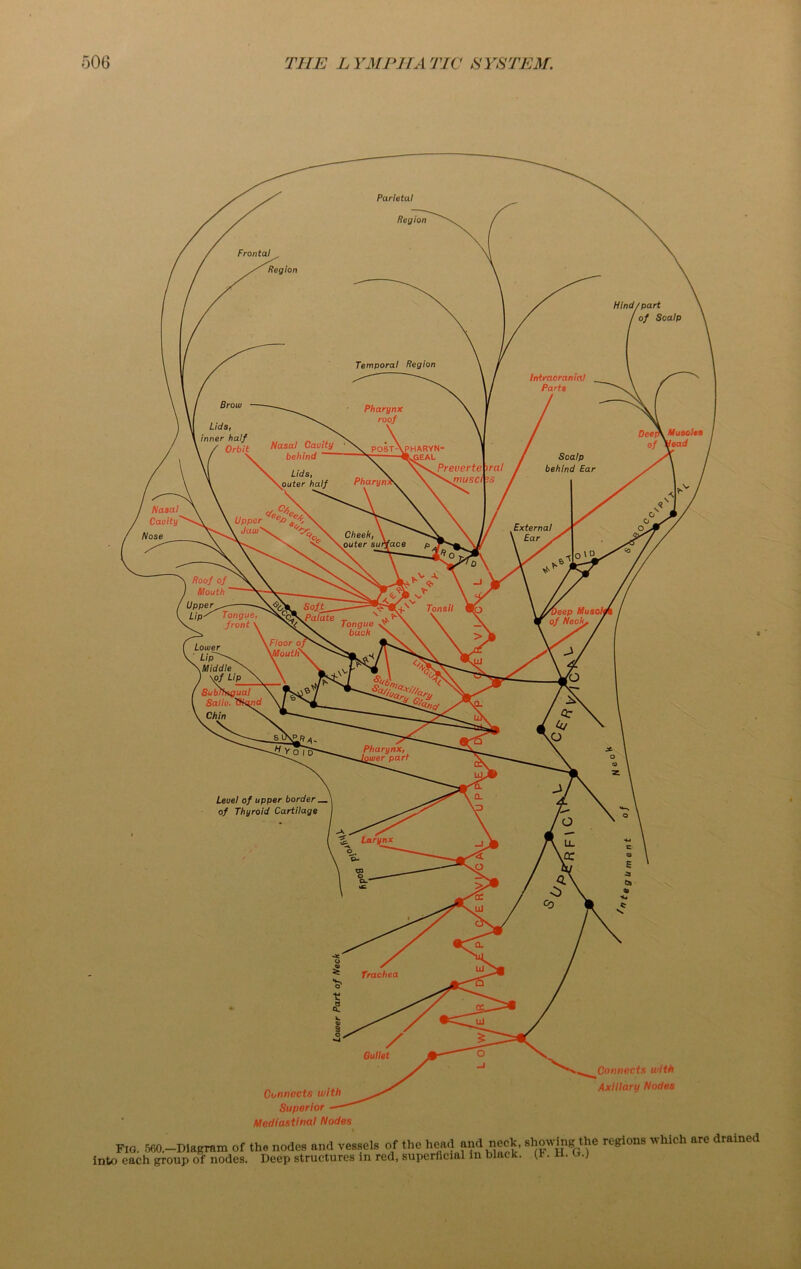 Temporal Region Intracranial Parte Pharynx roof Lids, inner half / Orbit Nasal Cauity behind . Lids, \puter half post-XpharyN' r—■—%GEAL Scalp behind Ear Preuerte \mwsc/ Pharyn. Upper ex> JaiuNv External l Ear . Cheek, \ outer surface Tonsil Lower Lip ' Pharynx, hu/er part Larynx Parietal Region Frontal / Region Hind/part / of Scalp DeerNNusolts of Vead Nasal Cauity Nose Roof of X, \ _ _t Mouth Uppers SofTT^^^U. Lip' Tongue, ^S&Kfalate T s . front \ xX Tongue ^ Middle SubLhngual Saliu. iSiund Chin X Leuel of upper border of Thyroid Cartilage Trachea Bullet Connects with Superior Mediastinal Nodes Connects with Axillary Nodes Fig. 560.—Diagram of the nodes and vessels of the head and neck, into each group of nodes. Deep structures in red, superficial in black. showing the regions which are drained (F. H. G.)