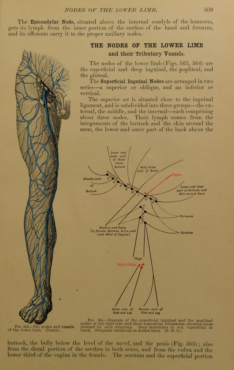 The Epicondylar Node, situated above the internal condyle of the humerus, gets its lymph from the inner portion of the surface of the hand and forearm, and its etferents carry it to the proper axillary nodes. Fig. 563.—The nodes and vessels of the lower limb. (Testut.; THE NODES OF THE LOWER LIMB and their Tributary Vessels. The nodes of the lower limb (Figs. 563, 564) are the superficial and deep inguinal, the popliteal, and the gluteal. The Superficial Inguinal Nodes are arranged in two series—a superior or oblique, and an inferior or vertical. The superioi' set is situated close to the inguinal ligament, and is subdivided into three groups—the ex- ternal, the middle, and the internal—each comprising about three nodes. Their lymph comes from the integuments of the buttock and the skin around the anus, the lower and outer part of the back above the Outer side of Greater part of Foot and Lag Foot and Leg Fig. 564— Diagram of the superficial inguinal and the popliteal nodes of the right side and their superficial tributaries, showing areas drained by each subgroup. Deep structures in red, superficial in black. Frequent variations in dotted lines. (F. IT. G.) buttock, the belly below the level of the navel, and the penis (Fig. 565) ; also from the distal portion of the urethra in both sexes, and from the vulva and the lower third of the vagina in the female. The scrotum and the superficial portion