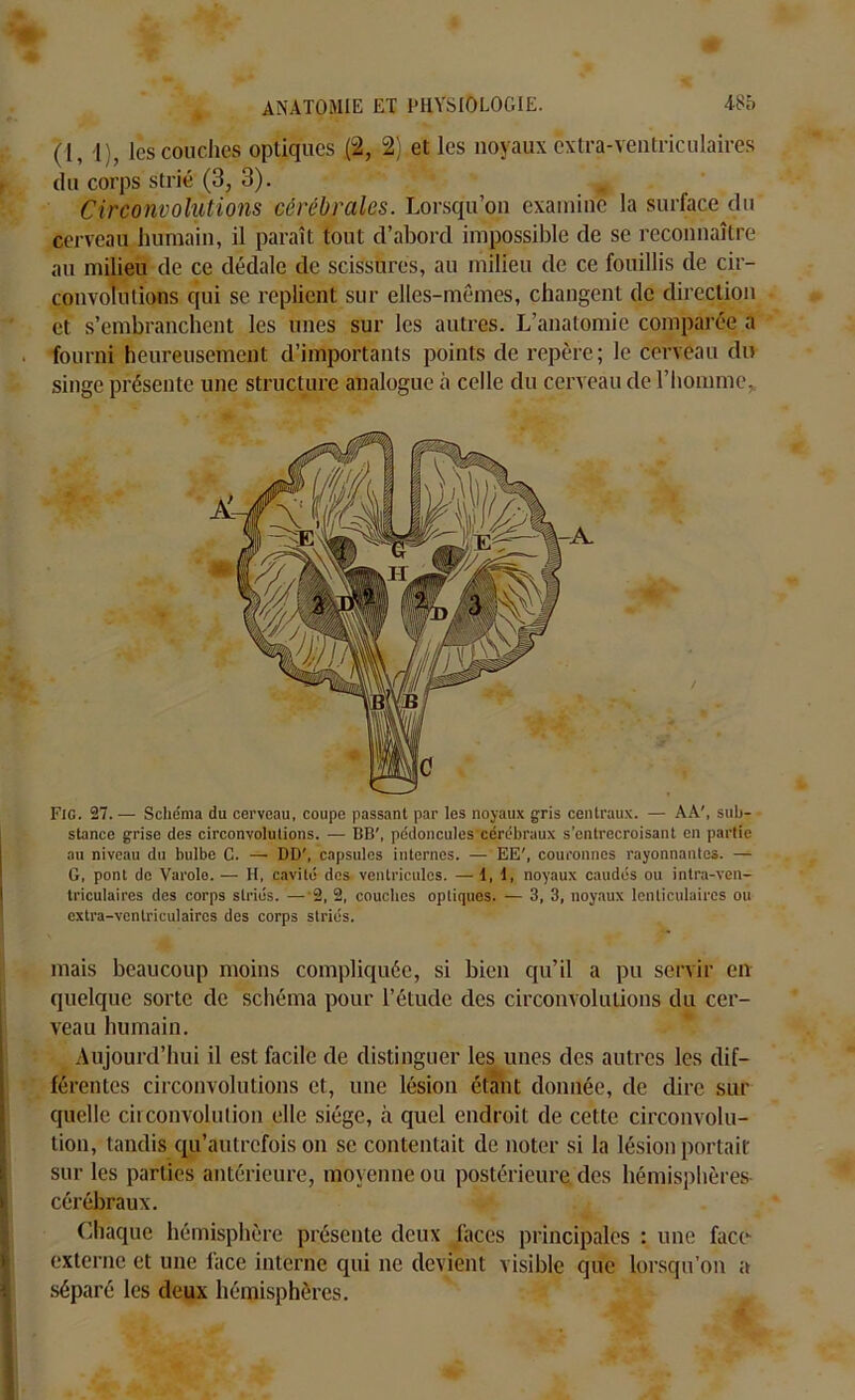 (I, 1), les couches optiques (2, 2) et les noyaux extra-ventriculaires du corps strié (3, 3). „ Circonvolutions cérébrales. Lorsqu’on examine la surface du cerveau humain, il paraît tout d’abord impossible de se reconnaître au milieu de ce dédale de scissures, au milieu de ce fouillis de cir- convolutions qui se replient sur elles-mêmes, changent de direction et s’embranchent les unes sur les autres. L’anatomie comparée a fourni heureusement d’importants points de repère; le cerveau du singe présente une structure analogue à celle du cerveau de l’homme. Fig. 27. — Schéma du cerveau, coupe passant par les noyaux gris centraux. — AA', sub- stance grise des circonvolutions. — BB', pédoncules cérébraux s’entrecroisant en partie au niveau du bulbe C. — DD', capsules internes. — EE', couronnes rayonnantes. — G, pont de Varole. — H, cavité des ventricules. — 1, 1, noyaux caudés ou inlra-vcn- triculaires des corps striés. — 2, 2, couches optiques. — 3, 3, noyaux lenticulaires ou extra-ventriculaires des corps striés. mais beaucoup moins compliquée, si bien qu’il a pu servir en quelque sorte de schéma pour l’étude des circonvolutions du cer- veau humain. Aujourd’hui il est facile de distinguer les unes des autres les dif- férentes circonvolutions et, une lésion étant donnée, de dire sur quelle circonvolution elle siège, à quel endroit de cette circonvolu- tion, tandis qu’autrefois on se contentait de noter si la lésion portait sur les parties antérieure, moyenne ou postérieure des hémisphères- cérébraux. Chaque hémisphère présente deux faces principales : une face externe et une lace interne qui ne devient visible que lorsqu’on a séparé les deux hémisphères.