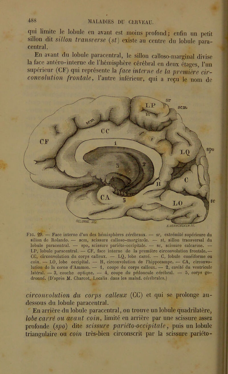 4-88 cjui limite le lobule en avant est moins profond; enfin un petit sillon dit sillon transverse (st) existe au centre du lobule para- central. En avant du lobule paracentral, le sillon calloso-marginal divise la face antéro-interne de l’hémisphère cérébral en deux étages, l’un supérieur (CF) qui représente la face interne de la première cir- convolution frontale, 1 autre inferieur, qui a reçu le nom de Fig. 29. — Face interne d’un des hémisphères cérébraux. — sr, extrémité supérieure du sillon de Rolando. — sera, scissure calloso-morginale. — st, sillon transversal du lobule paracentral. — spo, scissure pariéto-occipitale. — sc, scissure calcarine. — LP, lobule paracentral. — CF, face interne de la première circonvolution frontale.— CC, circonvolution du corps calleux. — LQ, lobe carré. — C, lobule cunéiforme ou coin. — LO, lobe occipital. — H, circonvolution do l’hippocampe. — CA, circonvo- lution de la corne d’Ammon. — 1, coupe du corps calleux. — 2, cavité du ventricule latéral. — 3, couche optiqne. — 4, coupe du pédoncule cérébral. — 5, corps go- dronné. (D'après M. Charcot, Localis dans les malad. cérébrales.) circonvolution du corps calleux (CC) et qui se prolonge au- dessous du lobule paracentral. En arrière du lobule paracentral, on trouve un lobule quadrilatère, lobe carré ou avant coin., limité en arrière par une scissure assez profonde (spo) dite scissure pariéto-occipitale, puis un lobule triangulaire ou coin très-bien circonscrit par la scissure pariéto-