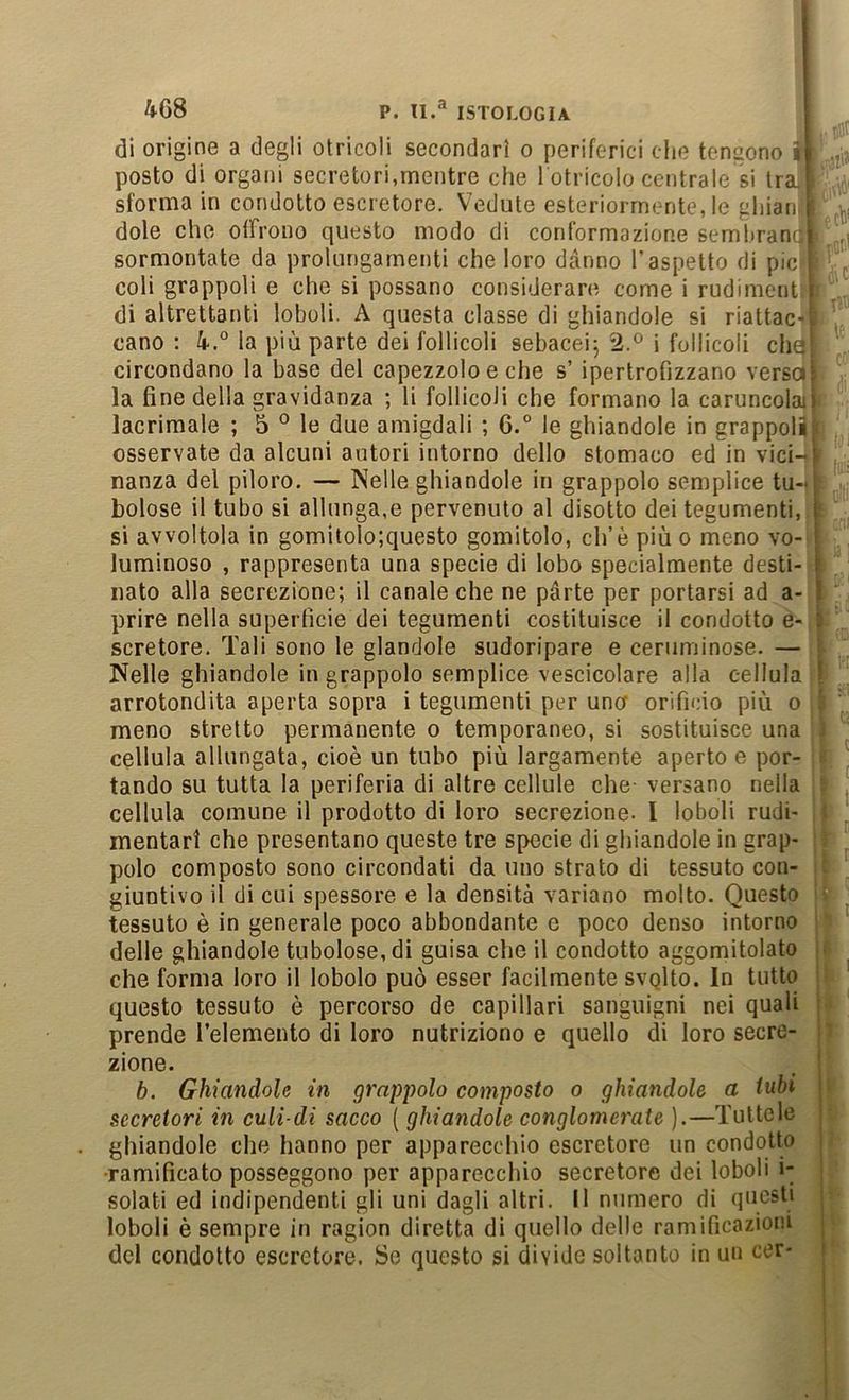 di origine a degli otricoli secondari o periferici die tendono il jji, posto di organi secretori,mentre che l otricolo centrale si trau» sforma in condotto escretore. Vedute esteriormente, le gliian,1 ,v: dole che oirrono questo modo di conformazione semhrancil . sormontate da prolungamenti che loro danno l’aspetto di pici , coli grappoli e che si possano considerare come i rudiment.l di altrettanti lobuli. A questa classe di ghiandole si riattac-i cano : la più parte dei follicoli sebaceij 2.® i follicoli che, circondano la base del capezzolo e che s’ ipertrofizzano versa! la fine della gravidanza ; li follicoli che formano la caruncolaii lacrimale ; 5 ° le due amigdali ; 6.° le ghiandole in grappoli, osservate da alcuni autori intorno dello stomaco ed in vici-f nanza del piloro. — Nelle ghiandole in grappolo semplice tu-j bolose il tubo si allunga,e pervenuto al disotto dei tegumenti, f si avvoltola in gomitolo;questo gomitolo, eh’è più o meno vo- | luminoso , rappresenta una specie di lobo specialmente desti- t nato alla secrezione; il canale che ne parte per portarsi ad a- I prire nella superfìcie dei tegumenti costituisce il condotto e- 5 scretore. Tali sono le glandolo sudoripare e ceruminose. — : Nelle ghiandole in grappolo semplice vescicolare alla cellula ! arrotondita aperta sopra i tegumenti per uno orificio più o ' ' meno stretto permanente o temporaneo, si sostituisce una ^ cellula allungata, cioè un tubo più largamente aperto e por- tando su tutta la periferia di altre cellule che- versano nella cellula comune il prodotto di loro secrezione, l loboli rudi- i ; mentarì che presentano queste tre specie di ghiandole in grap- polo composto sono circondati da uno strato di tessuto con- giuntivo il di cui spessore e la densità variano molto. Questo tessuto è in generale poco abbondante e poco denso intorno delle ghiandole tubolose, di guisa che il condotto aggomitolato • che forma loro il lobolo può esser facilmente svqlto. In tutto questo tessuto è percorso de capillari sanguigni nei quali i prende l’elemento di loro nutriziono e quello di loro secre- i ' zione. , I b. Ghiandole in grappolo composto o ghiandole a tubi j secretori in culi-di sacco ( ghiandole conglomerate ).—Tuttele j ghiandole che hanno per apparecchio escretore un condotto ! •ramificato posseggono per apparecchio secretore dei loboli i- solati ed indipendenti gli uni dagli altri. Il numero di questi loboli è sempre in ragion diretta di quello delle ramificazioni del condotto escretore. Se questo si divide soltanto in un cer- i i