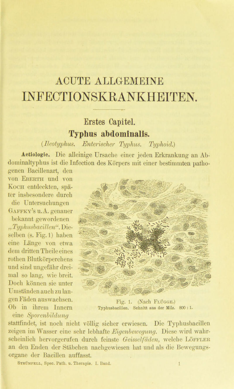 ACUTE ALLGEMEINE INFECTIONSKRANKHEITEN. Erstes Capitel. Typhus abdominalis. (lleotyphus. Enterischer Typhus. Typhoid.) Aetiologie. Die alleinige Ursacke einer jeden Erkrankung an Ab- dominaltypkus ist die Infection des Korpers mit einer bestinnnten patko- genen Bacillenart, den von Eberth und von Koch entdeckten, spa- ter insbesondere dnrch die Untersuchungen Oaffky’s u.A. genauer bekannt gewordenen „ Typhusbaclllen“. Die- selben (s. Fig. 1) kaben eine Lange von ehva dem drittenTheileeines rothen Blutkorperchens und sind ungefahr drei- mal so lang, wie breit. Dock konnen sic unter Umstanden auck zu lan- genFaden auswacksen. Ob in ihrem lnnern eine Sporenbilduny stattfindet, ist nocli nickt vollig- sicker erwiesen. Die Typkusbacillen zeigen ini Wasser eine sekr lebliafte Eiyenbeiveyuny. Diese wird vvalir- sckeinlicii kervorgerufen durck feinste Geisselfaden, welcke Loffler an den Enden der Stiibcken nackgewiesen kat und als die Bewegungs- organe der Bacillen auffasst. Fig. 1. (Nach Flugge.) Typhusbacillen. Schnitt aus der Milz. 800 : 1.