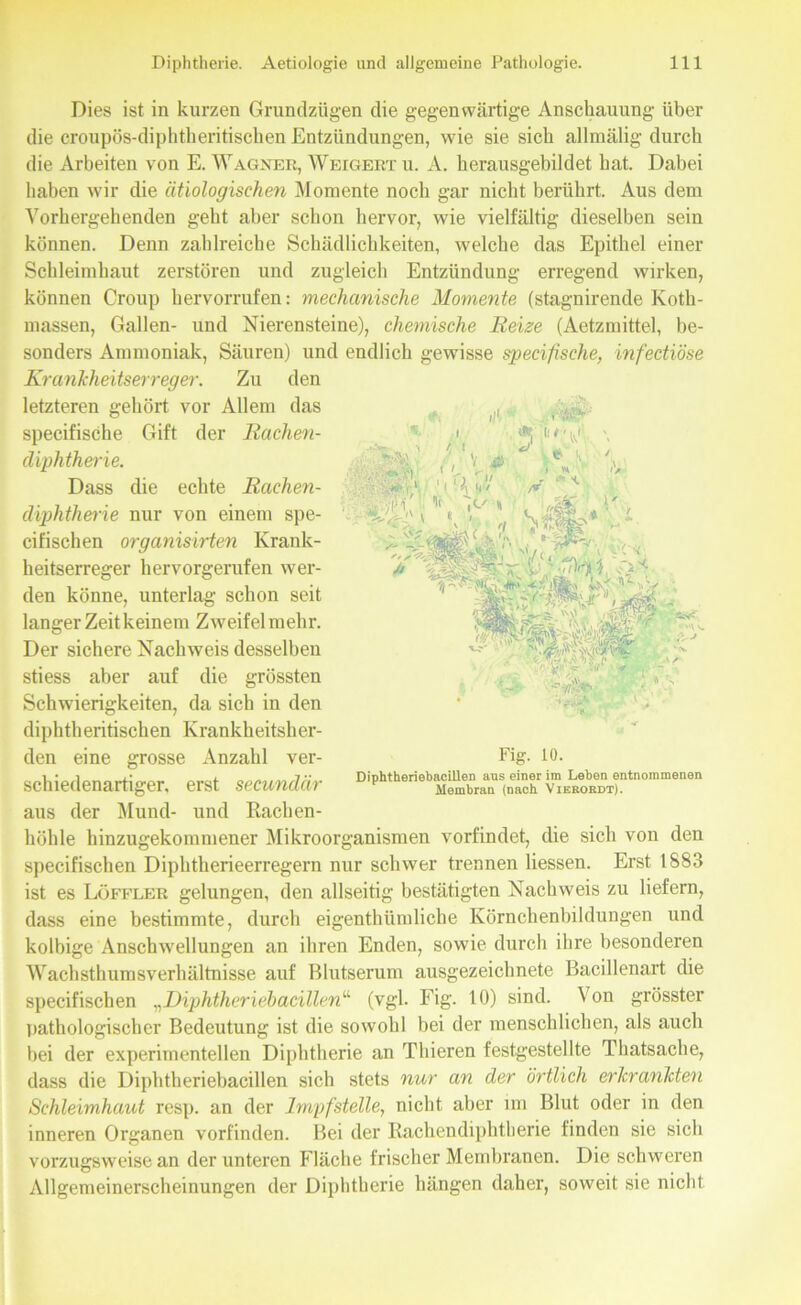 Dies ist in kurzen Grundzügen die gegenwärtige Anschauung über die croupös-diphtheritischen Entzündungen, wie sie sich allmälig durch die Arbeiten von E. Wagner, Weigert u. A. herausgebildet hat. Dabei haben wir die ätiologischen Momente noch gar nicht berührt. Aus dem Vorhergehenden geht aber schon hervor, wie vielfältig dieselben sein können. Denn zahlreiche Schädlichkeiten, welche das Epithel einer Schleimhaut zerstören und zugleich Entzündung erregend wirken, können Croup hervorrufen: mechanische Momente (stagnirende Koth- massen, Gallen- und Nierensteine), chemische Reize (Aetzmittel, be- sonders Ammoniak, Säuren) und endlich gewisse specifische, infectiöse Krankheitserreger. Zu den letzteren gehört vor Allem das aus der Mund- und Rachen- höhle hinzugekommener Mikroorganismen vorfindet, die sich von den specifischen Diphtherieerregern nur schwer trennen Hessen. Erst 1883 ist es Löffler gelungen, den allseitig bestätigten Nachweis zu liefern, dass eine bestimmte, durch eigenthümliche Körnchenbildungen und kolbige Anschwellungen an ihren Enden, sowie durch ihre besonderen Wachsthumsverhältnisse auf Blutserum ausgezeichnete Bacillenart die specifischen „Diphtheriebacillen“ (vgl. Fig. 10) sind. Von grösster pathologischer Bedeutung ist die sowohl bei der menschlichen, als auch hei der experimentellen Diphtherie an Thieren festgestellte Thatsache, dass die Diphtheriebacillen sich stets nur an der örtlich erkrankten Schleimhaut resp. an der Impfstelle, nicht aber im Blut oder in den inneren Organen vorfinden. Bei der Rachendiphtberie finden sie sich vorzugsweise an der unteren Fläche frischer Membranen. Die schweren Allgemeinerscheinungen der Diphtherie hängen daher, soweit sie nicht specifische Gift der Rachen- cliphtherie. Dass die echte Rachen- diphtherie nur von einem spe- cifischen organisirten Krank- heitserreger hervorgerufen wer- den könne, unterlag schon seit langer Zeit keinem Zweifel mehr. Der sichere Nachweis desselben stiess aber auf die grössten Schwierigkeiten, da sich in den diphtheritischen Krankheitsher- den eine grosse Anzahl ver- schiedenartiger, erst secundär Fig. 10. Diphtheriebacillen aus einer im Leben entnommenen Membran (nach Vierokdt).