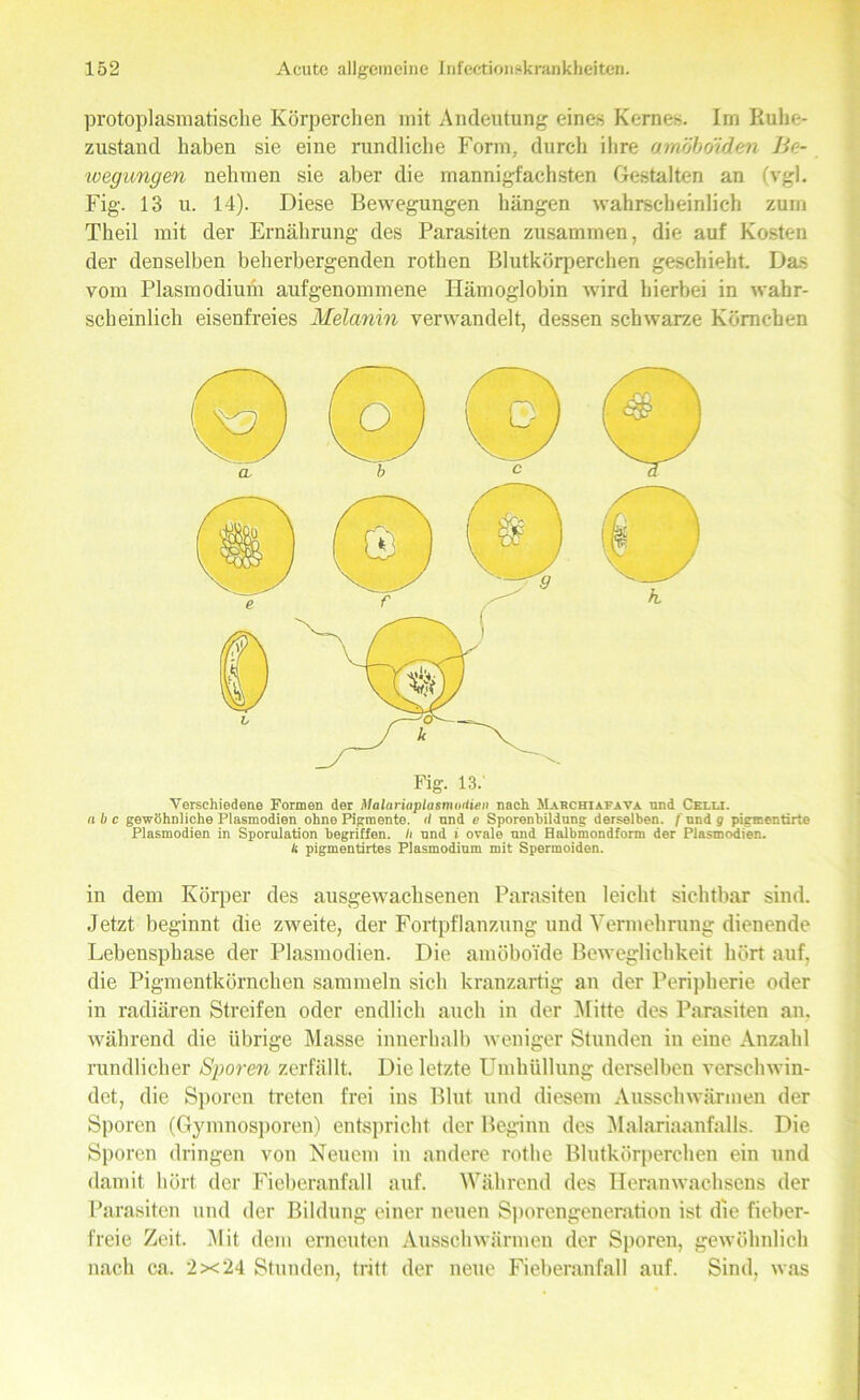 protoplasmatische Körperchen mit Andeutung eines Kernes. Irn Ruhe- zustand haben sie eine rundliche Form, durch ihre amöboiden Be- wegungen nehmen sie aber die mannigfachsten Gestalten an (vgl. Fig. 13 u. 14). Diese Bewegungen hängen wahrscheinlich zuin Theil mit der Ernährung des Parasiten zusammen, die auf Kosten der denselben beherbergenden rothen Blutkörperchen geschieht. Das vom Plasmodium aufgenommene Hämoglobin wird hierbei in wahr- scheinlich eisenfreies Melanin verwandelt, dessen schwarze Körnchen Fig. 13.' Verschiedene Formen der Malariaplasmoitien nach Marchiafava und Celli. n li c gewöhnliche Plasmodien ohne Pigmente. (I und e Sporenbildung derselben, f und g pigmentirte Plasmodien in Sporulation begriffen. Ii und i ovale und Halbmondform der Plasmodien. /( pigmentirtes Plasmodium mit Spermoiden. in dem Körper des ausgewachsenen Parasiten leicht sichtbar sind. Jetzt beginnt die zweite, der Fortpflanzung und Vermehrung dienende Lebensphase der Plasmodien. Die amöboide Beweglichkeit hört auf, die Pigmentkörnchen sammeln sich kranzartig an der Peripherie oder in radiären Streifen oder endlich auch in der Mitte des Parasiten an, während die übrige Masse innerhalb weniger Stunden in eine Anzahl rundlicher Sporen zerfällt. Die letzte Umhüllung derselben verschwin- det, die Sporen treten frei ins Blut und diesem Ausschwärmen der Sporen (Gymnosporen) entspricht der Beginn des Malariaanfalls. Die Sporen dringen von Neuem iu andere rothe Blutkörperchen ein und damit hört der Fieberanfall auf. Während des Heranwachsens der Parasiten und der Bildung einer neuen Sporengeneration ist die fieber- freie Zeit. Mit dem erneuten Ausschwärmen der Sporen, gewöhnlich nach ca. 2x24 Stunden, tritt der neue Fieberanfall auf. Sind, was