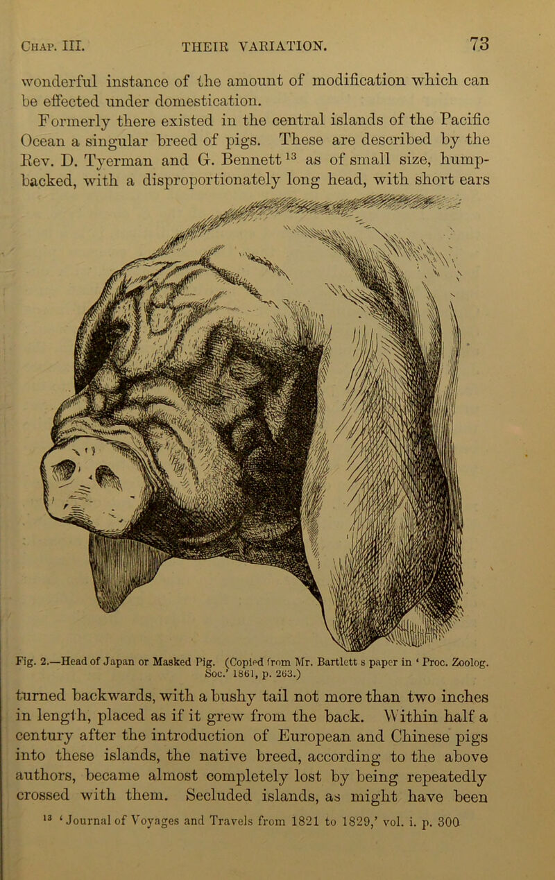 wonderful instance of the amount of modification which can be effected under domestication. Formerly there existed in the central islands of the Pacific Ocean a singular breed of pigs. These are described by the Kev. D. Tyennan and G. Bennett13 as of small size, hump- backed, with a disproportionately long head, with short ears Fig. 2.—Head of Japan or Masked Pig. (Copied from Mr. Bartlett s paper in ‘ Proc. Zoolog. Soc.’ 1861, p. 263.) turned backwards, with a bushy tail not more than two inches in length, placed as if it grew from the back. Within half a century after the introduction of European and Chinese pigs into these islands, the native breed, according to the above authors, became almost completely lost by being repeatedly crossed with them. Secluded islands, as might have been 13 ‘Journal of Voyages and Travels from 1821 to 1829/ vol. i. p. 300