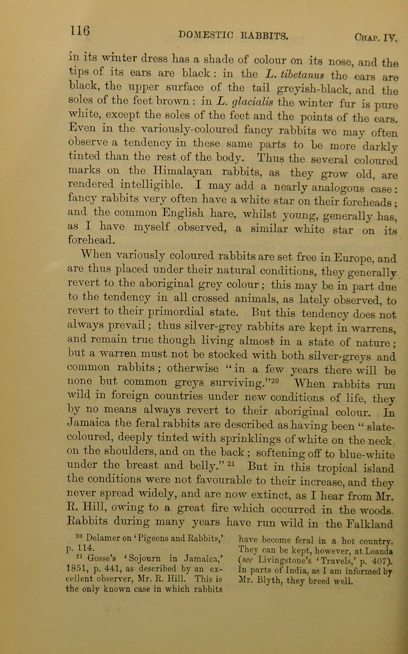 DOMESTIC RABBITS. Chap. IY. in its whiter dress has a shade of colour on its nose, and the tips of its ears are black : in the L. tibetanus the ’ears are black, the upper surface of the tail greyish-black, and the soles of the feet brown : in L. glacialis the winter fur is pure white, except the soles of the feet and the points of the ears. Even in the variously-coloured fancy rabbits we may often observe a tendency in these same parts to be more darkly tinted than the rest of the body. Thus the several coloured marks on the Himalayan rabbits, as they grow old, are rendered intelligible. I may add a nearly analogous case: fancy rabbits very often have a white star on their foreheads; and the common English hare, whilst young, generally has’ as I have myself observed, a similar white star on its forehead. When variously coloured rabbits are set free in Europe, and are thus placed under their natural conditions, they generally revert to the aboriginal grey colour; this may be in part due to the tendency in all crossed animals, as lately observed, to revert to their primordial state. But this tendency does not always prevail; thus silver-grey rabbits are kept in warrens, and remain true though living almost in a state of nature ; but a warren must not be stocked with both silver-greys and common rabbits; otherwise “in a few years there will be none but common greys surviving.”20 When rabbits run wild in foreign countries under new conditions of life, they by no means always revert to their aboriginal colour. In Jamaica the feral rabbits are described as having been “ slate- coloured, deeply tinted with sprinklings of white on the neck on the shoulders, and on the back; softening off to blue-white under the breast and belly.” 21 But in this tropical island the conditions were not favourable to their increase, and they never spread widely, and are now extinct, as I hear from Mr. R. Hill, owing to a great fire which occurred in the woods. Babbits during many years have run wild in the Falkland 20 Delamer on ‘Pigeons and Rabbits,’ p. 114. 21 Gosse’s ‘Sojourn in Jamaica,’ 1851, p. 441, as described by an ex- cellent observer, Mr. R. Hill. This is the only known case in which rabbits have become feral in a hot country. They can be kept, however, at Loanda (see Livingstone’s ‘Travels,’ p. 407). In parts of India, as I am informed by Mr. Blyth, they breed well.