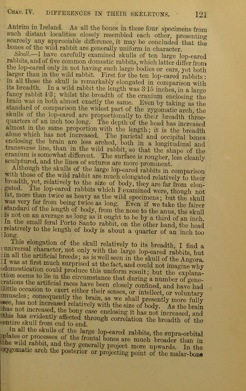 Antrim in Ireland. As all the bones in these four specimens from such distant localities closely resembled each other, presen ting scarcely any appreciable difference, it may be concluded that the bones of the wild rabbit are generally uniform in character. Skull.—I have carefully examined skulls of ten large lop-eared rabbits, and of five common domestic rabbits, which latter differ from the lop-eared only in not having such large bodies or ears, yet both larger than in the wild rabbit. First for the ten lop-eared rabbits : in all these the skull is lemarkably elongated in comparison with its breadth. In a wild rabbit the length was 315 inches, in a large fancy rabbit 13; whilst the breadth of the cranium enclosing the biain was in both almost exactly the same. Even by taking as the standard of comparison the widest part of the zygomatic arch the skulls of the lop-eared are proportionally to their breadth three- quarters of an inch too long. The depth of the head has increased almost m the same proportion with the length; it is the breadth alone which has not increased. The parietal and occipital bones enclosing the brain are less arched, both in a longitudinal and transverse line, than m the wild rabbit, so that the shape of the cranium is somewhat different. The surface is rougher, less cleanly sculptured, and the lines of sutures are more prominent. the skulls of the large lop-eared rabbits in comparison with those of the wild rabbit are much elongated relatively to their leadth, yet, relatively to the size of body, they are far from elon- gated. The lop-eared rabbits which I examined were, though not tat, more than twice as heavy as the wild specimens; but the skull was very far from being twice as long. Even if we take the fairer standard of the length of body, from the nose to the anus, the skull T® n,°Aon an„aJer^g® as; lo£S as ^ ought to be by a third of an inch. In the small feral Porto Santo rabbit, on the other hand, the head long176 ^ to the length of body is about a quarter of an inch too el°ngatl°n of the skull relatively to its breadth, I find a - in ah the ^ °n y .Wlth11the larSe lop-eared rabbits, but T wil artificial breeds ; as is well seen in the skull of the Angora. ^ muc!YsurPped at the fact, and could not imagine why domestication could produce this uniform result; but the explana- ! tion seems to lie m the circumstance that during a number o/gene- ;ra ions the artificial races have been closely confinedTnd havfhad ; bttle occasion to exert either their senses, or intellect, or voluntary , ^s? es» consequently the brain, as we shall presently more fully ' w •n0t mcrf s,ed i;elatlvely with the size of eody. As the brain 'this haVertSw^ff b,on7 ,case enclosing it has not increased, and remireXn?rom extend gh COn'eIa‘ion the breadth of tLe .jLalPheskuli80f,tbe larSe lop-eared rabbits, the supraorbital ‘he frontaI, are much broader tC in fid rabbit, and they generally project more upwards. In the f ygomatic arch the posterior or projecting point of the malar-bone