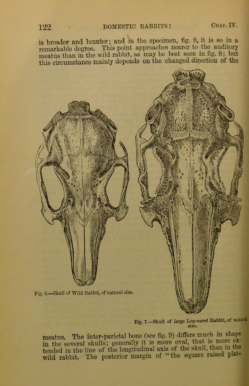 is broader and blunter; and in the specimen, fig. 8, it is so in a remarkable degree. This point approaches nearer to the auditory meatus than in the wild rabbit, as may be best seen in fig. 8, but this circumstance mainly depends on the changed direction of the F.ig. 7.—Skull of large Lop-eared Rabbit, of natural size. Fig. 6.—Skull of Wild Rabbit, of natural size meatus. The inter-parietal bone (see fig. 9) differs much in shape in the several skulls; generally it is more oval, that is more ex- tended in the line of the longitudinal axis of the skull, than in tiie wild rabbit. The posterior margin of “the square raised plat-