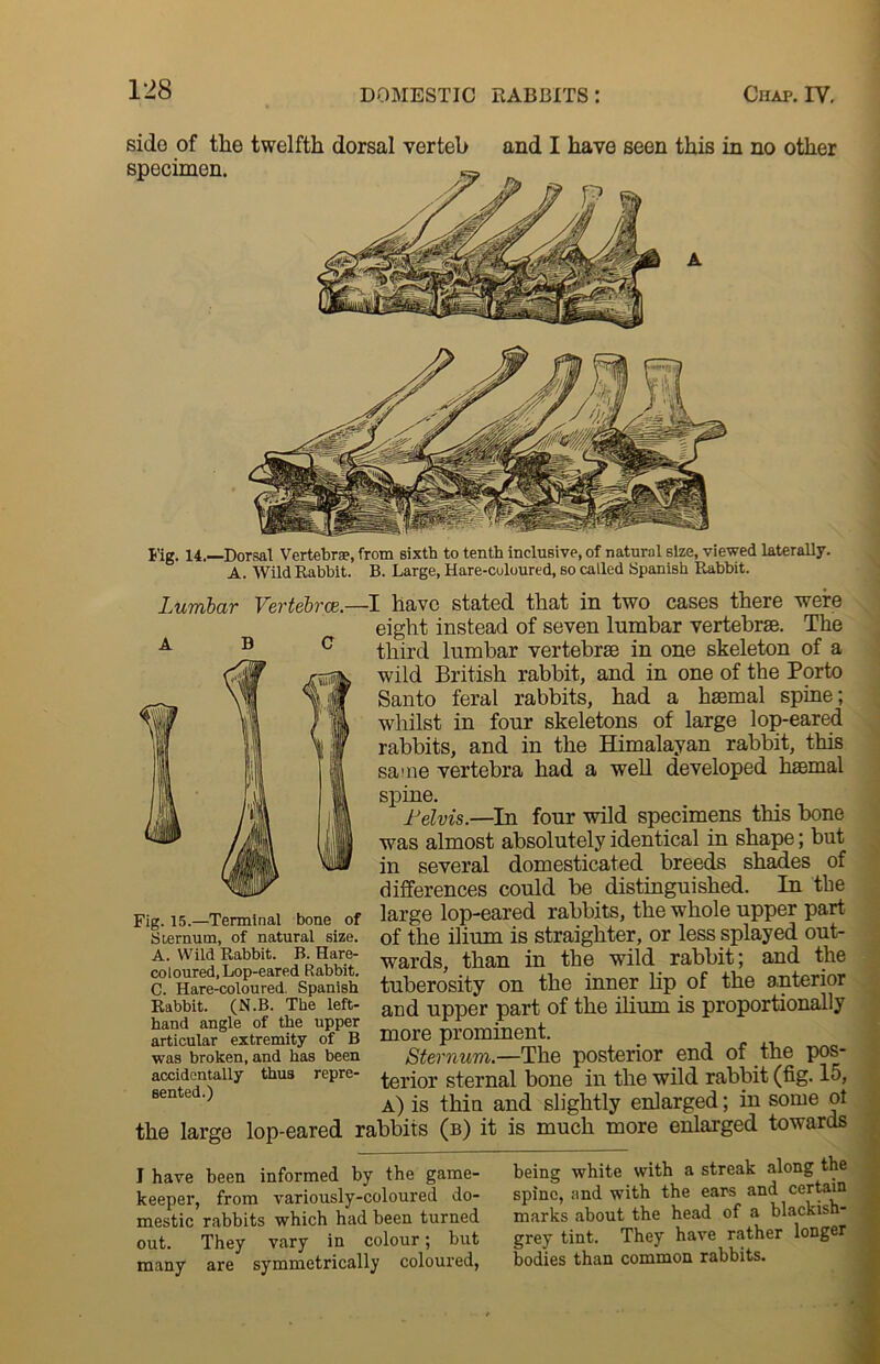 side of the specimen. twelfth dorsal verteb and I have seen this in no other Fig. 14.—Dorsal Vertebra?, from sixth to tenth inclusive, of natural size, viewed laterally. A. Wild Rabbit. B. Large, Hare-coloured, so called Spanish Rabbit. Lumbar Vertebrae. -I have stated that in two cases there were eight instead of seven lumbar vertebrae. The third lumbar vertebrae in one skeleton of a wild British rabbit, and in one of the Porto Santo feral rabbits, had a haemal spine; whilst in four skeletons of large lop-eared rabbits, and in the Himalayan rabbit, this same vertebra had a well developed haemal spine. Pelvis— In four wild specimens this bone was almost absolutely identical in shape; but in several domesticated breeds shades of _ differences could be distinguished. In the Fig-is.-Termioal bone of large lop-eared rabbits, the whole upper part sternum, of naturai_size. of the ilium is straighter, or less splayed out- wards, than in the wild rabbit; and the tuberosity on the inner lip of the anterior and upper part of the ilium is proportionally more prominent. Sternum.—The posterior end of the pos- terior sternal bone in the wild rabbit (fig. 15, a) is thin and slightly enlarged; in some ol the large lop-eared rabbits (b) it is much more enlarged towards A. Wild Rabbit. B. Hare- coloured, Lop-eared Rabbit. C. Hare-coloured. Spanish Rabbit. (N.B. The left- hand angle of the upper articular extremity of B was broken, and has been accidentally thus repre- sented.) I have been informed by the game- keeper, from variously-coloured do- mestic rabbits which had been turned out. They vary in colour; but many are symmetrically coloured, being white with a streak along the spine, and with the ears and certain marks about the head of a blackish- grey tint. They have rather longer bodies than common rabbits. . I