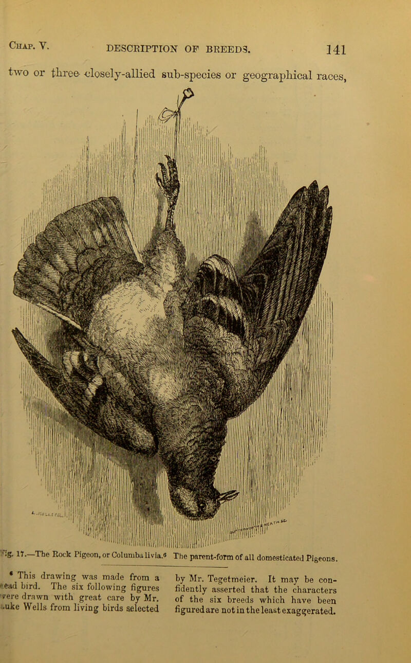 two or three- closely-allied sub-species or geographical races, ';g. 17.—The Rock Pigeon, or Columbu. livia.s The parent-form of all domesticated Pigeons. * This drawing was made from a by Mr. Tegetmeier. It may be con- - ead bird. The six following figures fidently asserted that the characters ?eie drawn with great care by Mr. of the six breeds which have been .uke Wells from living birds selected figuredare not in the least exaggerated.