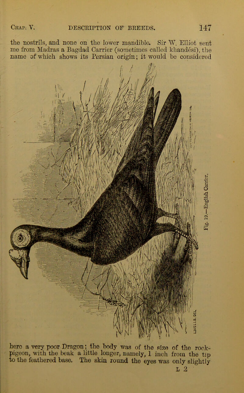 the nostrils, and none on the lower mandible. Sir W. Elliot sent me from Madras a Bagdad Carrier (sometimes called khandesi), the name of which shows its Persian origin; it would be considered hero a very poor Dragon; the body was of the size of the rock- pigeon, with the beak a little longer, namely, 1 inch from the tip to the feathered base. The skin round tho eyes was only slight ly L 2