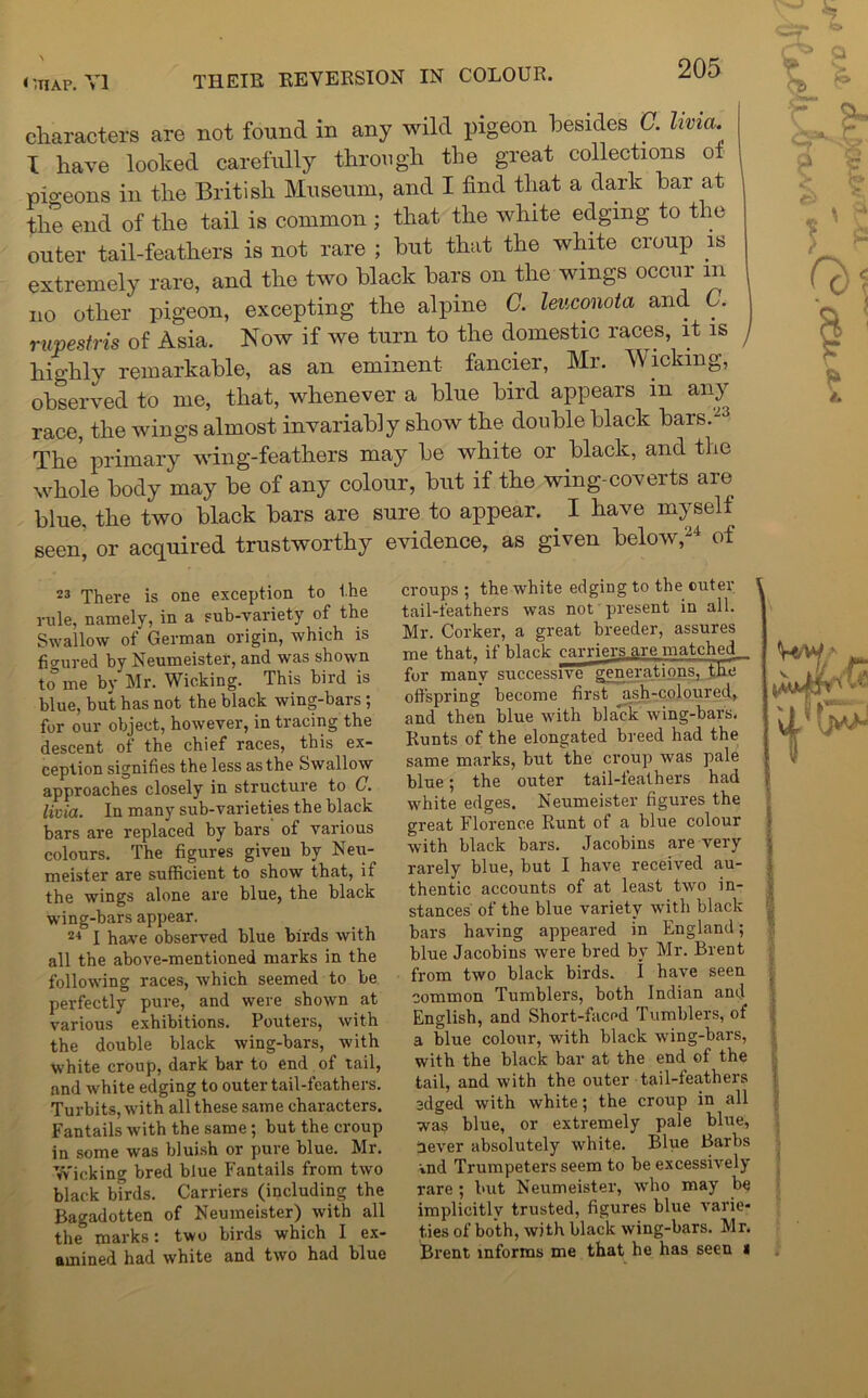 characters are not found in any wild pigeon besides G. lima. I have looked carefully through the great collections ot pio-eons in the British Museum, and I find that a dark bar at the end of the tail is common ; that the white edging to the outer tail-feathers is not rare ; but that the white croup is extremely rare, and the two black bars on the wings occur m no other pigeon, excepting the alpine C. leuconota and C. rupestris of Asia. Now if we turn to the domestic races, it is highly remarkable, as an eminent fancier, Mr. Wicking, observed to me, that, whenever a blue bird appears m any race, the wings almost invariably show the double black bars.23 The primary wing-feathers may be white or black, and the whole body may be of any colour, but if the wing-coverts are blue, the two black bars are sure to appear. . I have myself seen, or acquired trustworthy evidence, as given below,24 of 23 There is one exception to the rule, namely, in a sub-variety of the Swallow of German origin, which is figured by Neumeister, and was shown to me by Mr. Wicking. This bird is blue, but has not the black wing-bars ; for our object, however, in tracing the descent of the chief races, this ex- ception signifies the less as the Swallow approaches closely in structure to C. livia. In many sub-varieties the black bars are replaced by bars of various colours. The figures given by Neu- meister are sufficient to show that, if the wings alone are blue, the black wing-bars appear. 24 I have observed blue birds with all the above-mentioned marks in the following races, which seemed to be perfectly pure, and were shown at various exhibitions. Pouters, with the double black wing-bars, with white croup, dark bar to end of tail, and white edging to outer tail-feathers. Turbits, with all these same characters. Fantails with the same; but the croup in some was bluish or pure blue. Mr. Wicking bred blue Fantails from two black birds. Carriers (including the Bagadotten of Neumeister) with all the” marks: two birds which I ex- amined had white and two had blue croups ; the white edging to the outer tail-feathers was not present in all. Mr. Corker, a great breeder, assures me that, if black carriers are matched^ for manv successive generations, the offspring become first ash-coloured, and then blue with black wing-bars. Runts of the elongated breed had the same marks, but the croup was pale blue; the outer tail-feathers had white edges. Neumeister figures the great Florence Runt of a blue colour with black bars. Jacobins are very rarely blue, but I have received au- thentic accounts of at least two in- stances of the blue variety with black bars having appeared in England; blue Jacobins were bred by Mr. Brent from two black birds, i have seen common Tumblers, both Indian and English, and Short-faced Tumblers, of a blue colour, with black wing-bars, with the black bar at the end of the tail, and with the outer tail-feathers edged with white; the croup in all was blue, or extremely pale blue, never absolutely white. Blue Barbs »nd Trumpeters seem to be excessively rare ; but Neumeister, who may be implicitly trusted, figures blue varie- ties of both, with black wing-bars. Mr. Brent informs me that he has seen i