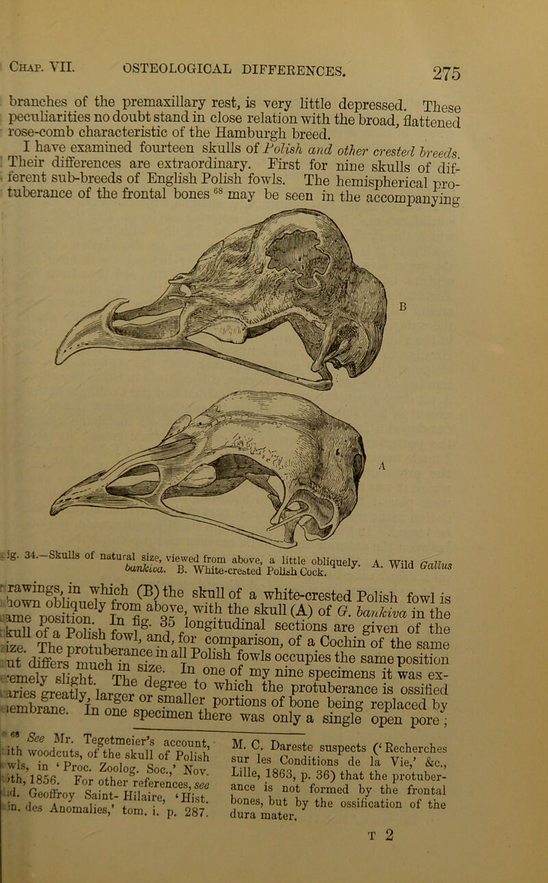 275 . :g. 34. Skulls ol natural size, viewed from above, a little obliquely. A Wild Gallu* banJaca. B. White-created Polish Cock. 1 y ' VN 1(1 GaUus branches of the premaxillary rest, is very little depressed. These peculiarities no doubt stand in close relation with the broad, flattened rose-comb characteristic of the Hamburgh breed. I have examined fourteen skulls of Folish and other crested breeds Their differences are extraordinary. First for nine skulls of dif- ■ ferent sub-breeds of English Polish fowls. The hemispherical pro- tuberance of the frontal bones GS may be seen in the accompanying w•in (B)the skull of a white-crested Polish fowl is aml posS y In fcab??6i With, ‘ i® slm11 (A) of G•lanUm “ the 'null ofa Polish sF longitudinal sections are given of the • la ^0i]sh fowl, and, for comparison, of a Cochin of the same ut differs^ in iiciTin^ ™ a t Polisl1 fowls occuPies the same position ZXsLhttIT lD. °ne.of “y ninc specimens it was ex- aS LeaUv Hr^ ndegrent0 whleh the Protuberance is ossified .embrme to offsnPma ^ portions of bone being replaced by ln one specimen there was only a single open pore ; ' See Mr. Tegetmeier’s account, ith woodcuts, of the skull of Polish wis, in ‘ Proc. Zoolog. Soc.,’ Nov. >th, 1856. For other references, see Geoffroy Saint-Hilaire, ‘Hist. :n. des Anomalies,’ tom. i. p. 287. M. C. Dareste suspects (‘ Recherches sur les Conditions de la Vie,’ &c,, Lille, 1863, p. 36) that the protuber- ance is not formed by the frontal bones, but by the ossification of the dura mater. T 2