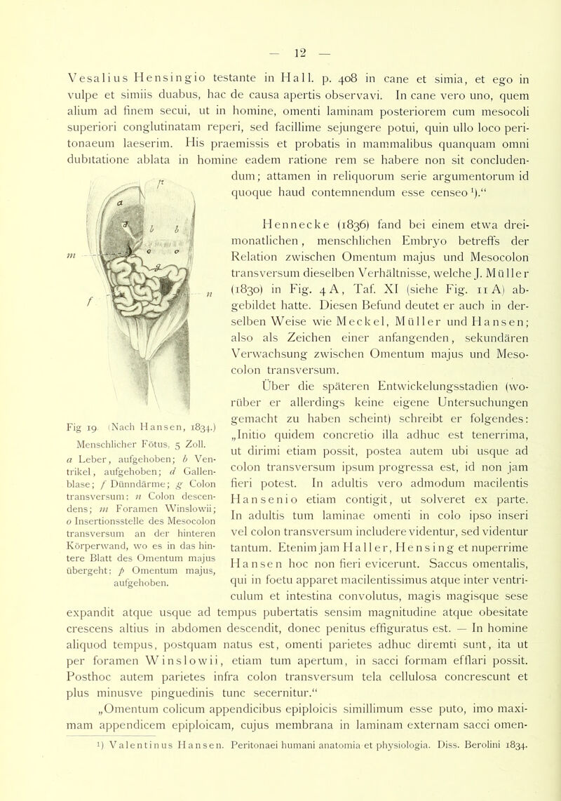 Vesalius Hensingio testante in Hall. p. 408 in cane et simia, et ego in vulpe et simiis duabus, hac de causa apertis observavi. In cane vero uno, quem alium ad finem secui, ut in homine, omenti laminam posteriorem cum mesocoli superiori conglutinatam reperi, sed facillime sejungere potui, quin ullo loco peri- tonaeum laeserim. His praemissis et probatis in mammalibus quanquam omni dubitatione ablata in homine eadem ratione rem se habere non sit concluden- dum; attamen in reliquorum Serie argumentorum id quoque haud contemnendum esse censeo1)-“ Hennecke (1836) fand bei einem etwa drei- monatlichen , menschlichen Embryo betreffs der Relation zwischen Omentum majus und Mesocolon transversum dieselben Verhältnisse, welche J. MüIler (1830) in Fig. 4 A, Taf. XI (siehe Fig. n A) ab- gebildet hatte. Diesen Befund deutet er auch in der- selben Weise wie Meckel, Müller und Hansen; also als Zeichen einer anfangenden, sekundären Verwachsung zwischen Omentum majus und Meso- colon transversum. Über die späteren Fntwickelungsstadien (wo- rüber er allerdings keine eigene Untersuchungen gemacht zu haben scheint) schreibt er folgendes: „Initio quidem concretio illa adhuc est tenerrima, ut dirimi etiam possit, postea autem ubi usque ad colon transversum ipsum progressa est, id non jam fieri potest. In adultis vero admodum macilentis Hansenio etiam contigit, ut solveret ex parte. In adultis tum laminae omenti in colo ipso inseri vel colon transversum includere videntur, sed videntur tantum. Etenim jam Haller, He n sing et nuperrime Hansen hoc non fieri evicerunt. Saccus omentalis, qui in foetu apparet macilentissimus atque inter ventri- culum et intestina convolutus, magis magisque sese expandit atque usque ad tempus pubertatis sensim magnitudine atque obesitate crescens altius in abdomen descendit, donec penitus effiguratus est. — In homine aliquod tempus, postquam natus est, omenti parietes adhuc diremti sunt, ita ut per foramen Winslowii, etiam tum apertum, in sacci formam elflari possit. Posthoc autem parietes infra colon transversum tela cellulosa concrescunt et plus minusve pinguedinis tune secernitur.“ „Omentum colicum appendicibus epiploicis simillimum esse puto, imo maxi- mam appendicem epiploicam, cujus membrana in laminam externam sacci omen- Fig 19. (Nach Hansen, 1834.) Menschlicher Fötus, 5 Zoll. a Leber, aufgehoben; b Ven- trikel, aufgehoben; d Gallen- blase; f Dünndärme; g Colon transversum; n Colon descen- dens; m Foramen Winslowii; 0 Insertionsstelle des Mesocolon transversum an der hinteren Körperwand, wo es in das hin- tere Blatt des Omentum majus übergeht; p Omentum majus, aufgehoben. !) Valentinus Hansen. Peritonaei humani anatomia et physiologia. Diss. Berolini 1834.