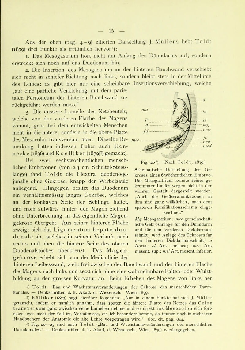 Darstellung J illers hebt To Ich Aus der oben (pag. 4 — 9) zitierten (1879) drei Punkte als irrtümlich hervor1): 1. Das Mesogastrium hört nicht am Anfang des Dünndarms auf, sondern erstreckt sich noch auf das Duodenum hin. 2. Die Insertion des Mesogastrium an der hinteren Bauchwand verschiebt eine mit dem parie- Bauchwand zu- sich nicht in schiefer Richtung des Leibes; es gibt hier nur „auf eine partielle Verklebung talen Peritoneum der hinteren rückgeführt werden muss.“ 3. Die äussere Lamelle des Netzbeutels, welche von der vorderen Fläche des Magens kommt, geht bei dem entwickelten Menschen nicht in die untere, sondern in die obere Platte des Mesocolon transversum über. Dieselbe Be- merkung hatten indessen früher auch Hen- necke (1836) und K o e 11 i k e r (1879)2) gemacht). Bei zwei sechswöchentlichen mensch- lichen Embryonen (von 2,3 cm Scheitel-Steiss- länge) fand Toi dt die Flexura duodeno-je- junalis ohne Gekröse, knapp der Wirbelsäule anliegend. „Hingegen besitzt das Duodenum ein verhältnismässig langes Gekröse, welches nach links, sondern bleibt stets in der Mittellinie scheinbare Insertionsverschiebung, welche an der konkaven Seite der und nach aufwärts hinter Schlinge haftet, ohne Unterbrechung gekröse übergeht. in den Magen ziehend das eigentliche Magen- Aus seiner hinteren Fläche zweigt sich das Ligamentum hepato-duo- denale ab, welches in seinem Verlaufe nach rechts und oben die hintere Seite des oberen Duodenalstückes überkreuzt. Das Magen- gekröse erhebt sich von der Medianlinie der hinteren Leibeswand, zieht frei zwischen der Bauchwand und der hinteren Fläche des Magens nach links und setzt sich ohne eine wahrnehmbare Falten- oder Wulst- Fig. 203). (Nach Toldt, 1879.) Schematische Darstellung des Ge- kröses eines 6 wöchentlichen Embryo. Das Mesogastrium konnte seines ge- krümmten Laufes wegen nicht in der wahren Gestalt dargestellt werden. „Auch die Gefässramifikationen in ihm sind ganz willkürlich, nach dem späteren Ramifikationsschema einge- zeichnet.“ Mg Mesogastrium; mec gemeinschaft- liche Gekrösanlage für den Dünndarm und für den vorderen Dickdarmab- schnitt; mcd Anlage des Gekröses für den hinteren Dickdarmabschnitt; a Aorta; cl Art. coeliaca; »iss Art. mesent. sup.; msi Art. mesent. inferior. bildung an der grossen Kurvatur an. Beim Erheben des Magens von links her t) Toldt. Bau und Wachstumsveränderungen der Gekröse des menschlichen Darm- kanales. — Denkschriften d. k. Akad. d. Wissensch. Wien 1879. '-) Kölliker (1879) sagt hierüber folgendes: „Nur in einem Punkte hat sich J. Müller getäuscht, indem er nämlich annahm, dass später die hintere Platte des Netzes das Colon transversum ganz zwischen seine Lamellen nehme und so direkt ins Mesocolon sich fort- setze, was nicht der Fall ist, Verhältnisse, die ich besonders betone, da immer noch in mehreren Handbüchern der Anatomie die alte Lehre vorgetragen wird.“ (loc. cit. pag. 844.) 3) Fig. 20—25 sind nach Toldt („Bau und Wachstumsveränderungen des menschlichen Darmkanales.“ — Denkschriften d. k. Akad. d. Wissensch., Wien 1879) wiedergegeben.