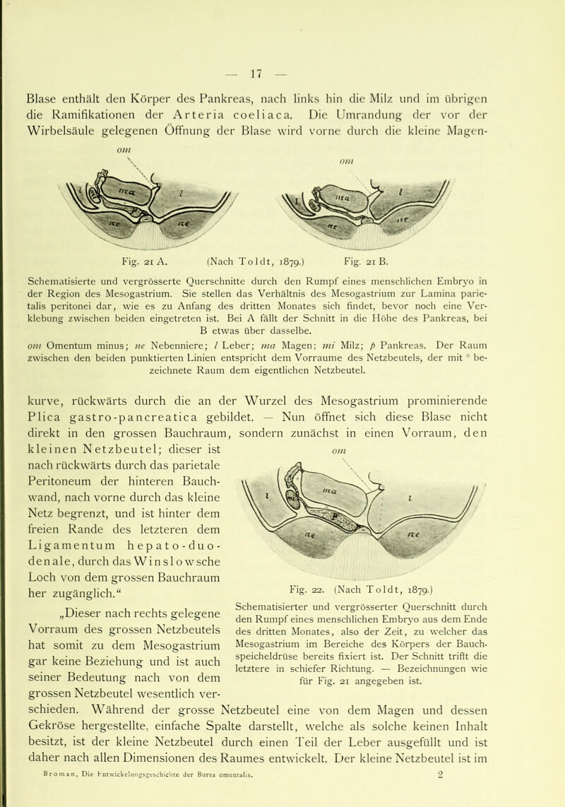 Blase enthält den Körper des Pankreas, nach links hin die Milz und im übrigen die Ramifikationen der Arteria coeliaca. Die Umrandung der vor der Wirbelsäule gelegenen Öffnung der Blase wird vorne durch die kleine Magen- Fig. 21 A. (Nach Toi dt, 1879.) Fig. 21 B. Schematisierte und vergrösserte Querschnitte durch den Rumpf eines menschlichen Embryo in der Region des Mesogastrium. Sie stellen das Verhältnis des Mesogastrium zur Lamina parie- talis peritonei dar, wie es zu Anfang des dritten Monates sich findet, bevor noch eine Ver- klebung zwischen beiden eingetreten ist. Bei A fällt der Schnitt in die Höhe des Pankreas, bei B etwas über dasselbe. 0111 Omentum minus; ne Nebenniere; l Leber; ma Magen; nü Milz; ft Pankreas. Der Raum zwischen den beiden punktierten Linien entspricht dem Vorraume des Netzbeutels, der mit * be- zeichnete Raum dem eigentlichen Netzbeutel. kurve, rückwärts durch die an der Wurzel des Mesogastrium prominierende Plica gastro-pancreatica gebildet. — Nun öffnet sich diese Blase nicht direkt in den grossen Bauchraum, sondern zunächst in einen Vorraum, den kleinen Netzbeutel; dieser ist nach rückwärts durch das parietale Peritoneum der hinteren Bauch- wand, nach vorne durch das kleine Netz begrenzt, und ist hinter dem freien Rande des letzteren dem Ligamentum hepato-duo- denale, durch das Winslowsche Loch von dem grossen Bauchraum her zugänglich.“ „Dieser nach rechts gelegene Vorraum des grossen Netzbeutels hat somit zu dem Mesogastrium gar keine Beziehung und ist auch seiner Bedeutung nach von dem grossen Netzbeutel wesentlich ver- schieden. Während der grosse Netzbeutel eine von dem Magen und dessen Gekröse hergestellte, einfache Spalte darstellt, welche als solche keinen Inhalt besitzt, ist der kleine Netzbeutel durch einen Teil der Leber ausgefüllt und ist daher nach allen Dimensionen des Raumes entwickelt. Der kleine Netzbeutel ist im 0111 Fig. 22. (Nach Toldt, 1879.) Schematisierter und vergrösserter Querschnitt durch den Rumpf eines menschlichen Embryo aus dem Ende des dritten Monates, also der Zeit, zu welcher das Mesogastrium im Bereiche des Körpers der Bauch- speicheldrüse bereits fixiert ist. Der Schnitt trifft die letztere in schiefer Richtung. — Bezeichnungen wie für Fig. 21 angegeben ist. Br Oman, Die Hntwickelungsgeschichte der Bursa omentalis. 2