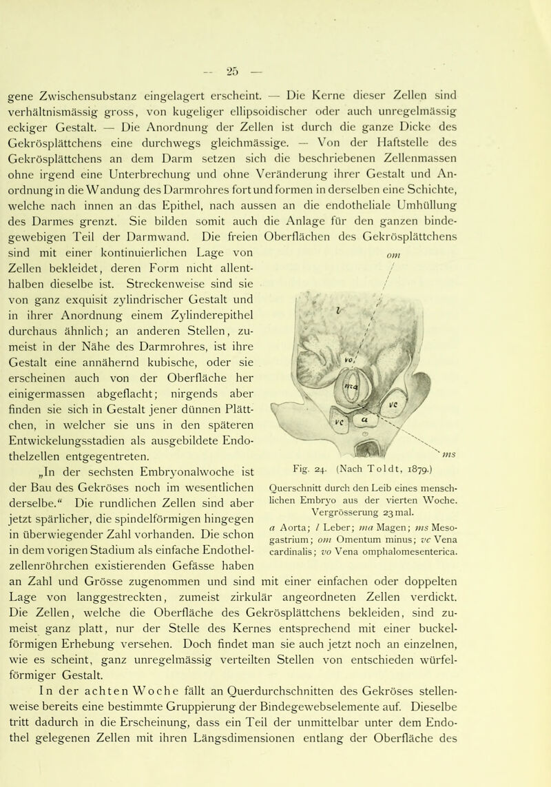 gene Zwischensubstanz eingelagert erscheint. — Die Kerne dieser Zellen sind verhältnismässig gross, von kugeliger ellipsoidischer oder auch unregelmässig eckiger Gestalt. — Die Anordnung der Zellen ist durch die ganze Dicke des Gekrösplättchens eine durchwegs gleichmässige. — Von der Haftstelle des Gekrösplättchens an dem Darm setzen sich die beschriebenen Zellenmassen ohne irgend eine Unterbrechung und ohne Veränderung ihrer Gestalt und An- ordnungin die Wandung des Darmrohres fort und formen in derselben eine Schichte, welche nach innen an das Epithel, nach aussen an die endotheliale Umhüllung des Darmes grenzt. Sie bilden somit auch die Anlage für den ganzen binde- gewebigen Teil der Darmwand. Die freien Oberflächen des Gekrösplättchens sind mit einer kontinuierlichen Lage von Zellen bekleidet, deren Form nicht allent- halben dieselbe ist. Streckenweise sind sie von ganz exquisit zylindrischer Gestalt und in ihrer Anordnung einem Zylinderepithel durchaus ähnlich; an anderen Stellen, zu- meist in der Nähe des Darmrohres, ist ihre Gestalt eine annähernd kubische, oder sie erscheinen auch von der Oberfläche her einigermassen abgeflacht; nirgends aber finden sie sich in Gestalt jener dünnen Plätt- chen, in welcher sie uns in den späteren Entwickelungsstadien als ausgebildete Endo- thelzellen entgegentreten. „In der sechsten Embryonalwoche ist der Bau des Gekröses noch im wesentlichen derselbe.“ Die rundlichen Zellen sind aber jetzt spärlicher, die spindelförmigen hingegen in überwiegender Zahl vorhanden. Die schon in dem vorigen Stadium als einfache Endothel- zellenröhrchen existierenden Gefässe haben an Zahl und Grösse zugenommen und sind mit einer einfachen oder doppelten Lage von langgestreckten, zumeist zirkulär angeordneten Zellen verdickt. Die Zellen, welche die Oberfläche des Gekrösplättchens bekleiden, sind zu- meist ganz platt, nur der Stelle des Kernes entsprechend mit einer buckel- förmigen Erhebung versehen. Doch findet man sie auch jetzt noch an einzelnen, wie es scheint, ganz unregelmässig verteilten Stellen von entschieden würfel- förmiger Gestalt. In der achten Woche fällt an Ouerdurchschnitten des Gekröses stellen- weise bereits eine bestimmte Gruppierung der Bindegewebselemente auf. Dieselbe tritt dadurch in die Erscheinung, dass ein Teil der unmittelbar unter dem Endo- thel gelegenen Zellen mit ihren Längsdimensionen entlang der Oberfläche des Querschnitt durch den Leib eines mensch- lichen Embryo aus der vierten Woche. Vergrösserung 23 mal. a Aorta; l Leber; /««Magen; ww Meso- gastrium; om Omentum minus; vc Vena cardinalis; vo Vena omphalomesenterica.