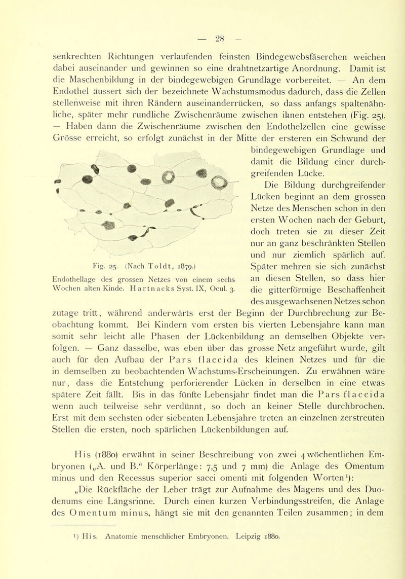 senkrechten Richtungen verlaufenden feinsten Bindegewebsfäserchen weichen dabei auseinander und gewinnen so eine drahtnetzartige Anordnung. Damit ist die Maschenbildung in der bindegewebigen Grundlage vorbereitet. — An dem Endothel äussert sich der bezeichnete Wachstumsmodus dadurch, dass die Zellen stellenweise mit ihren Rändern auseinanderrücken, so dass anfangs spaltenähn- liche, später mehr rundliche Zwischenräume zwischen ihnen entstehen (Fig. 25). — Haben dann die Zwischenräume zwischen den Endothelzellen eine gewisse Grösse erreicht, so erfolgt zunächst in der Mitte der ersteren ein Schwund der bindegewebigen Grundlage und damit die Bildung einer durch- greifenden Lücke. Die Bildung durchgreifender Lücken beginnt an dem grossen Netze des Menschen schon in den ersten Wochen nach der Geburt, doch treten sie zu dieser Zeit nur an ganz beschränkten Stellen und nur ziemlich spärlich auf. Später mehren sie sich zunächst an diesen Stellen, so dass hier die gitterförmige Beschaffenheit des ausgewachsenen Netzes schon zutage tritt, während anderwärts erst der Beginn der Durchbrechung zur Be- obachtung kommt. Bei Kindern vom ersten bis vierten Lebensjahre kann man somit sehr leicht alle Phasen der Lückenbildung an demselben Objekte ver- folgen. — Ganz dasselbe, was eben über das grosse Netz angeführt wurde, gilt auch für den Aufbau der Pars flaccida des kleinen Netzes und für die in demselben zu beobachtenden Wachstums-Erscheinungen. Zu erwähnen wäre nur, dass die Entstehung perforierender Lücken in derselben in eine etwas spätere Zeit fällt. Bis in das fünfte Lebensjahr findet man die Pars flaccida wenn auch teilweise sehr verdünnt, so doch an keiner Stelle durchbrochen. Erst mit dem sechsten oder siebenten Lebensjahre treten an einzelnen zerstreuten Stellen die ersten, noch spärlichen Lückenbildungen auf. His (1880) erwähnt in seiner Beschreibung von zwei 4wöchentlichen Em- bryonen („A. und B.“ Körperlänge: 7,5 und 7 mm) die Anlage des Omentum minus und den Recessus superior sacci omenti mit folgenden Worten1): „Die Rückfläche der Leber trägt zur Aufnahme des Magens und des Duo- denums eine Längsrinne. Durch einen kurzen Verbindungsstreifen, die Anlage des Omentum minus, hängt sie mit den genannten Teilen zusammen; in dem J Fig. 25. (Nach Toldt, 1879.) Endothellage des grossen Netzes von einem sechs Wochen alten Kinde. H artn acks Syst. IX, Ocul. 3. !) His. Anatomie menschlicher Embryonen. Leipzig 1880.