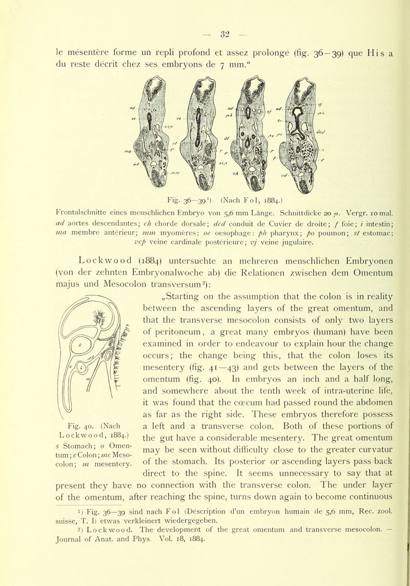 le mesentere forme un repli profond et assez prolonge (fig. 36 — 39) que His a du reste decrit chez ses embryons de 7 mm.“ Fig. 36—39’). (Nach Fol, 1884.) Frontalschnitte eines menschlichen Embryo von 5,6 mm Länge. Schnittdicke 20 tu. Vergr. 10 mal. ad aortes descendantes; ch chorde dorsale; dcd conduit de Cuvier de droite; f foie; i intestin; ma membre anterieur; mm myomeres; oe oesophage; ph pharynx; po poumon; st estomac; vcp veine cardinale posterieure; vj veine jugulaire. Lockwood (1884) untersuchte an mehreren menschlichen Embryonen (von der zehnten Embryonalwoche ab) die Relationen zwischen dem Omentum majus und Mesocolon transversum* 2): „Starting on the assumption that the colon is in reality between the ascending layers of the great omentum, and that the transverse mesocolon consists of only two layers of peritoneum, a great many embryos (human) have been examined in order to endeavour to explain hour the change occurs; the change being this, that the colon loses its mesentery (fig. 41—43) and gets between the layers of the omentum (fig. 40). In embryos an inch and a half long, and somewhere about the tenth week of intra-uterine life, it was found that the coecum had passed round the abdomen as far as the right side. These embryos therefore possess a left and a transverse colon. Both of these portions of the gut have a considerable mesentery. The great omentum may be seen without difficulty close to the greater curvatur of the stomach. Its posterior or ascending layers pass back direct to the spine. It seems unnecessary to say that at present they have no connection with the transverse colon. The under layer of the omentum, after reaching the spine, turns down again to become continuous 1) Fig. 36—39 sind nach Fol (Description d’un embryon humain de 5,6 mm, Rec. zool. suisse, T. I) etwas verkleinert wiedergegeben. 2) Lockwood. The development of the great omentum and transverse mesocolon. — Journal of Anat. and Phys. Vol. 18, 1884. Fig. 40. (Nach Lockwood, 1884.) s Stomach; o Omen- tum ; c Colon; mc Meso- colon ; m mesentery.