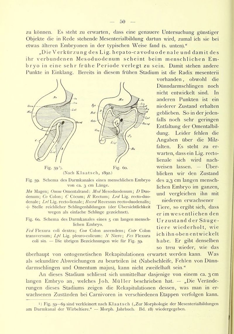 zu können. Es steht zu erwarten, dass eine genauere Untersuchung günstiger Objekte die in Rede stehende Mesenterialbildung dartun wird, zumal ich sie bei etwas älteren Embryonen in der typischen Weise fand (s. unten).“ „Die Verkürzung des Lig. hepato-cavoduode nale und damit des ihr verbundenen Mesoduodenum scheint beim menschlichen Em- bryo in eine sehr frühe Periode verlegt zu sein. Damit stehen andere Punkte in Einklang. Bereits in diesem frühen Stadium ist die Radix mesenterii vorhanden, obwohl die Dünndarmschlingen noch nicht entwickelt sind. In anderen Punkten ist ein niederer Zustand erhalten geblieben. So in der jeden- falls noch sehr geringen Entfaltung der Omentalbil- dung. Leider fehlen die Angaben über die Milz- falten. Es steht zu er- warten, dass ein Lig. recto- lienale sich wird nach- weisen lassen. — Liber- blicken wir den Zustand des 2,3 cm langen mensch- lichen Embryo im ganzen, und vergleichen ihn mit niederen erwachsener Tiere, so ergibt sich, dass er im wesentlichen den Urzustand derSäuge- tiere wiederholt, wie ichihn obenentwickelt habe. Er gibt denselben so treu wieder, wie das überhaupt von ontogenetischen Rekapitulationen erwartet werden kann. Was als sekundäre Abweichungen zu beurteilen ist (Nabelschleife, Fehlen von Dünn- dannschlingen und Omentum majus), kann nicht zweifelhaft sein.“ An dieses Stadium schliesst sich unmittelbar dasjenige von einem ca. 3 cm langen Embryo an, welches Joh. Müller beschrieben hat. — „Die Verände- rungen dieses Stadiums zeigen die Rekapitulationen dessen, was man in er- wachsenen Zuständen bei Carnivoren in verschiedenen Etappen verfolgen kann. i) Fig. 59—69 sind verkleinert nach Klaatsch („Zur Morphologie der Mesenterialbildungen am Darmkanal der Wirbeltiere.“ — Morph. Jahrbuch. Bd. 18) wiedergegeben. Fig. 59. Schema des Darmkanales eines menschlichen Embryo von ca. 3 cm Länge. Ma Magen; Omm Omentalrand; Msd Mesoduodenum; D Duo- denum; Co Colon; C Cöcum; R Rectum; Lrd Lig. recto-duo- denale; Lrl Lig. recto-lienale; Recrd Recessus recto-duodenalis; -f- Stelle reichlicher Schlingenbildungen (der Übersichtlichkeit wegen als einfache Schlinge gezeichnet). Fig. 60. Schema des Darmkanales eines 5 cm langen mensch- lichen Embryo. Fcd Flexura coli dextra; Coa Colon ascendens; Cotr Colon transversum; Lpl Lig. pleuro-colicum; N Niere; Fcs Flexura coli sin. — Die übrigen Bezeichnungen wie für Fig. 59.