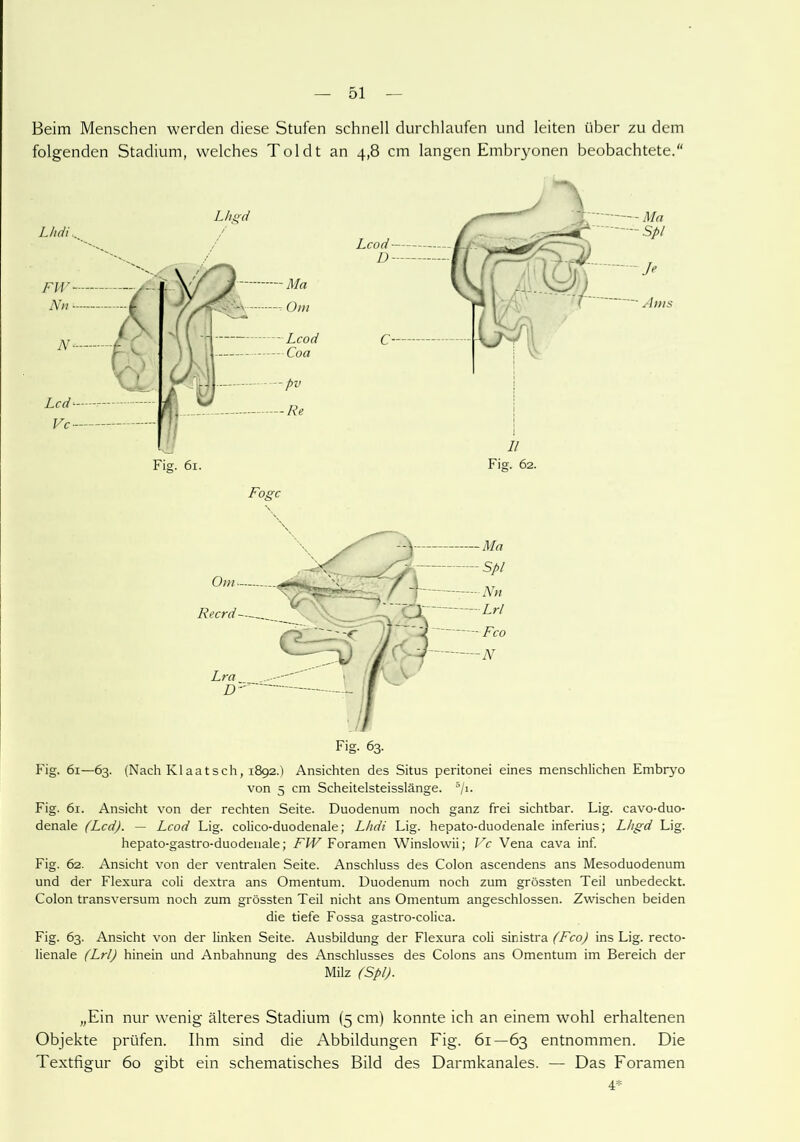 Beim Menschen werden diese Stufen schnell durchlaufen und leiten über zu dem folgenden Stadium, welches Toldt an 4,8 cm langen Embryonen beobachtete. Fogc Fig. 61—63. (Nach Ivlaatsch, 1892.) Ansichten des Situs peritonei eines menschlichen Embryo von 5 cm Scheitelsteisslänge. 5/i. Fig. 61. Ansicht von der rechten Seite. Duodenum noch ganz frei sichtbar. Lig. cavo-duo- denale (Lcd). — Lcod Lig. colico-duodenale; Lhdi Lig. hepato-duodenale inferius; Lhgd Lig. hepato-gastro-duodenale; FW Foramen Winslowii; Vc Vena cava inf. Fig. 62. Ansicht von der ventralen Seite. Anschluss des Colon ascendens ans Mesoduodenum und der Flexura coli dextra ans Omentum. Duodenum noch zum grössten Teil unbedeckt. Colon transversum noch zum grössten Teil nicht ans Omentum angeschlossen. Zwischen beiden die tiefe Fossa gastro-colica. Fig. 63. Ansicht von der linken Seite. Ausbildung der Flexura coli sinistra (Fco) ins Lig. recto- lienale (Lrl) hinein und Anbahnung des Anschlusses des Colons ans Omentum im Bereich der Milz (Spl). „Ein nur wenig älteres Stadium (5 cm) konnte ich an einem wohl erhaltenen Objekte prüfen. Ihm sind die Abbildungen Fig. 61—63 entnommen. Die Textfigur 60 gibt ein schematisches Bild des Darmkanales. — Das Foramen 4*