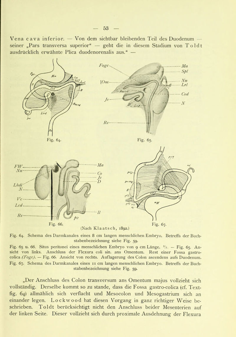 Vena cava inferior. — Von dem sichtbar bleibenden Teil des Duodenum seiner „Pars transversa superior“ — geht die in diesem Stadium von Toldt ausdrücklich erwähnte Plica duodenorenalis aus.“ — Ma Co Je D II Fis;. 66. (Nach lvlaatsch, 1892.) Fig. 67. Fig. 64. Schema des Darmkanales eines 8 cm langen menschlichen Embryo. Betreffs der Buch- stabenbezeichnung siehe Fig. 59. Fig. 65 u. 66. Situs peritonei eines menschlichen Embryo von 9 cm Länge. 3/i. — Fig. 65. An- sicht von links. Anschluss der Flexura coli sin. ans Omentum. Rest einer Fossa gastro- colica (Fogc). — Fig. 66. Ansicht von rechts. Auflagerung des Colon ascendens aufs Duodenum. Fig. 67. Schema des Darinkanales eines n cm langen menschlichen Embrj’o. Betreffs der Buch- stabenbezeichnung siehe Fig. 59. „Der Anschluss des Colon transversum ans Omentum majus vollzieht sich vollständig. Derselbe kommt so zu stände, dass die Fossa gastro-colica (cf. Text- fig. 64) allmählich sich verflacht und Mesocolon und Mesogastrium sich an einander legen. Lockwood hat diesen Vorgang in ganz richtiger Weise be- schrieben. Toldt berücksichtigt nicht den Anschluss beider Mesenterien auf der linken Seite. Dieser vollzieht sich durch proximale Ausdehnung der Flexura
