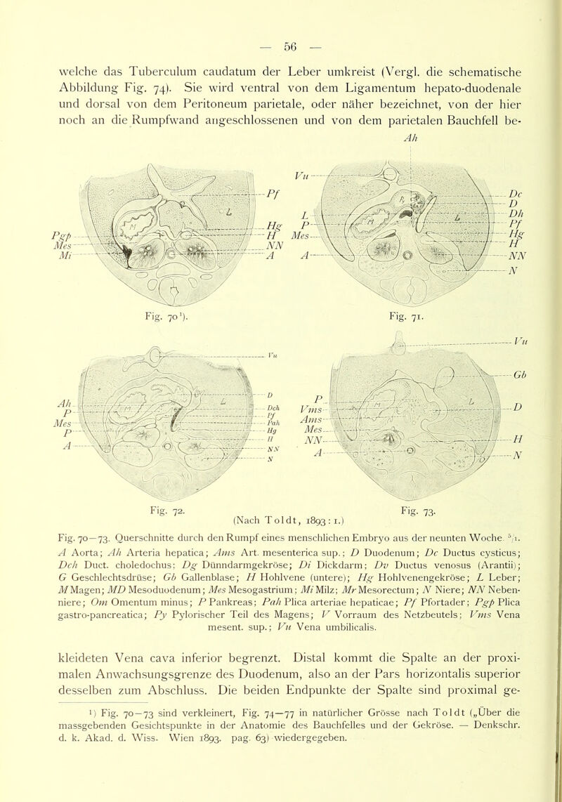 welche das Tuberculum caudatum der Leber umkreist (Vergl. die schematische Abbildung Fig. 74). Sie wird ventral von dem Ligamentum hepato-duodenale und dorsal von dem Peritoneum parietale, oder näher bezeichnet, von der hier noch an die Rumpfwand angeschlossenen und von dem parietalen Bauchfell be- Ah Fig. 72. (Nach Toldt, 1893:1.) Fig. 73- Fig. 70—73. Querschnitte durch den Rumpf eines menschlichen Embryo aus der neunten Woche. */1. A Aorta; Ah Arteria hepatica; Ams Art. mesenterica sup.; D Duodenum; De Ductus cysticus; Dch Duct. choledochus; Dg Dünndarmgekröse; Di Dickdarm; Dv Ductus venosus (Arantii); G Geschlechtsdrüse; Gb Gallenblase; H Hohlvene (untere); Hg Hohlvenengekröse; L Leber; 71/Magen; MD Mesoduodenum; Mes Mesogastrium; Mi Milz; Mr Mesorectum; N Niere; NN Neben- niere; Om Omentum minus; P Pankreas; Pah Plica arteriae hepaticae; Pf Pfortader; Pgp Plica gastro-pancreatica; Py Pylorischer Teil des Magens; V Vorraum des Netzbeutels; Vms Vena mesent. sup.; Vu Vena umbilicalis. kleideten Vena cava inferior begrenzt. Distal kommt die Spalte an der proxi- malen Anwachsungsgrenze des Duodenum, also an der Pars horizontalis superior desselben zum Abschluss. Die beiden Endpunkte der Spalte sind proximal ge- i) Fig. 70—73 sind verkleinert, Fig. 74—77 in natürlicher Grösse nach Toldt („Uber die massgebenden Gesichtspunkte in der Anatomie des Bauchfelles und der Gekröse. — Denkschr. d. k. Akad. d. Wiss. Wien 1893. pag. 63) wiedergegeben.