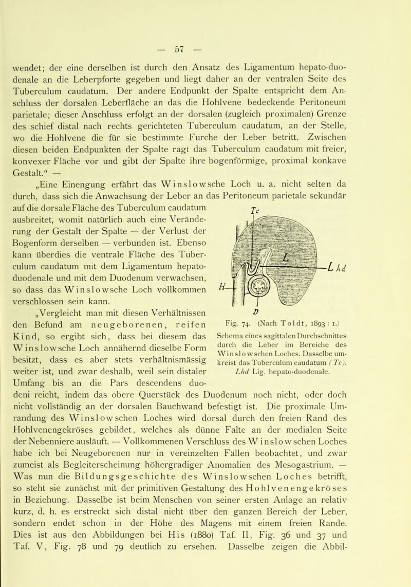 wendet; der eine derselben ist durch den Ansatz des Ligamentum hepato-duo- denale an die Leberpforte gegeben und liegt daher an der ventralen Seite des Tuberculum caudatum. Der andere Endpunkt der Spalte entspricht dem An- schluss der dorsalen Leberfläche an das die Hohlvene bedeckende Peritoneum parietale; dieser Anschluss erfolgt an der dorsalen (zugleich proximalen) Grenze des schief distal nach rechts gerichteten Tuberculum caudatum, an der Stelle, wo die Hohlvene die für sie bestimmte Furche der Leber betritt. Zwischen diesen beiden Endpunkten der Spalte ragt das Tuberculum caudatum mit freier, konvexer Fläche vor und gibt der Spalte ihre bogenförmige, proximal konkave Gestalt.“ — „Eine Einengung erfährt das Winslowsche Loch u. a. nicht selten da durch, dass sich die Anwachsung der Leber an das Peritoneum parietale sekundär auf die dorsale Fläche des Tuberculum caudatum ausbreitet, womit natürlich auch eine Verände- rung der Gestalt der Spalte — der Verlust der Bogenform derselben — verbunden ist. Ebenso kann überdies die ventrale Fläche des Tuber- culum caudatum mit dem Ligamentum hepato- duodenale und mit dem Duodenum verwachsen, so dass das Winslowsche Loch vollkommen verschlossen sein kann. „Vergleicht man mit diesen Verhältnissen den Befund am neugeborenen, reifen Kind, so ergibt sich, dass bei diesem das Winslowsche Loch annähernd dieselbe Form besitzt, dass es aber stets verhältnismässig weiter ist, und zwar deshalb, weil sein distaler Umfang bis an die Pars descendens duo- deni reicht, indem das obere Querstück des Duodenum noch nicht, oder doch nicht vollständig an der dorsalen Bauch wand befestigt ist. Die proximale Um- randung des Winslowsehen Loches wird dorsal durch den freien Rand des Hohlvenengekröses gebildet, welches als dünne Falte an der medialen Seite der Nebenniere ausläuft. — Vollkommenen Verschluss des W in slow sehen Loches habe ich bei Neugeborenen nur in vereinzelten Fällen beobachtet, und zwar zumeist als Begleiterscheinung höhergradiger Anomalien des Mesogastrium. — Was nun die Bildungsgeschichte des Winslow sehen Loches betrifft, so steht sie zunächst mit der primitiven Gestaltung des Hohlvenengekröses in Beziehung. Dasselbe ist beim Menschen von seiner ersten Anlage an relativ kurz, d. h. es erstreckt sich distal nicht über den ganzen Bereich der Leber, sondern endet schon in der Höhe des Magens mit einem freien Rande. Dies ist aus den Abbildungen bei His (1880) Taf. II, Fig. 36 und 37 und Taf. V, Fig. 78 und 79 deutlich zu ersehen. Dasselbe zeigen die Abbil- Tc Fig. 74. (Nach Toi dt, 1893 : 1.) Schema eines sagittalen Durchschnittes durch die Leber im Bereiche des Winslow sehen Loches. Dasselbe um- kreist das Tuberculum caudatum ( Tc). Lhd Lig. hepato-duodenale.
