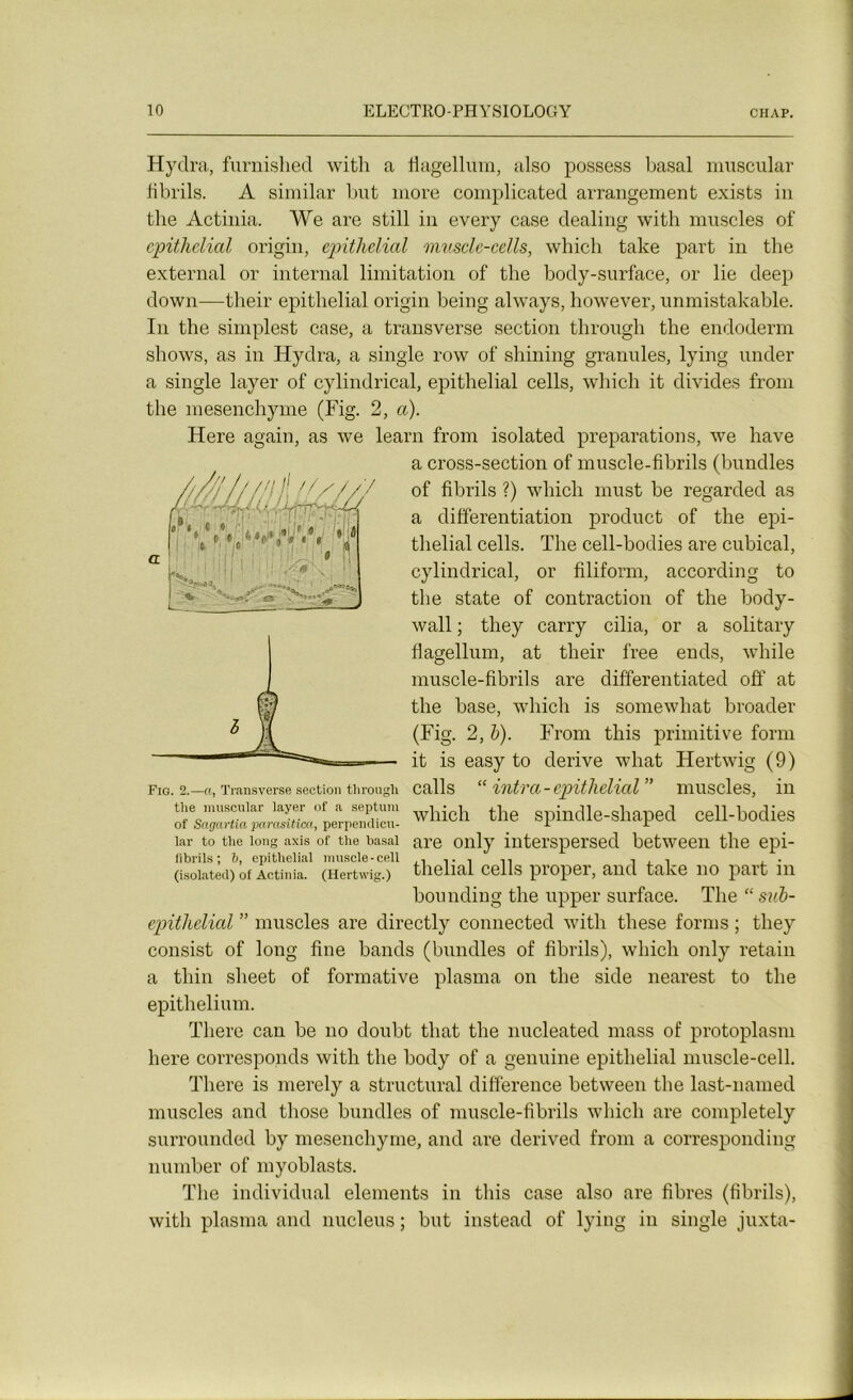 Hyclra, furnished with a flagellum, also possess basal muscular fibrils. A similar but more complicated arrangement exists in the Actinia. We are still in every case dealing with muscles of epithélial origin, épithélial muscle-cells, which talce part in the external or internai limitation of the body-surface, or lie deep down—their épithélial origin being always, however, unmistakable. In the simplest case, a transverse section through the endoderm shows, as in Hydra, a single row of shilling granules, lying under a single layer of cylindrical, épithélial cells, which it divides from the mesenchyme (Fig. 2, a). Here again, as we learn from isolated préparations, we hâve a cross-section of muscle-fibrils (bundles of fibrils ?) which must be regarded as a différentiation product of the épi- thélial cells. The cell-bodies are cubical, cylindrical, or filiform, according to the state of contraction of the body- wall ; they carry cilia, or a solitary flagellum, at their free ends, while muscle-fibrils are differentiated off at the base, which is somewhat broader (Fig. 2, b). From this primitive forrn it is easy to dérivé what Hertwig (9) calls “ intra-épithélial” muscles, in which the spindle-sliaped cell-bodies are only interspersed between the épi- thélial cells proper, and talce no part in bounding the upper surface. The “ sub- epithelial ” muscles are directly connected with these forms ; they consist of long fine bands (bundles of fibrils), which only retain a thin slieet of formative plasma on the side nearest to the epithelium. There can be no doubt that the nucleated mass of protoplasm here corresponds with the body of a genuine épithélial muscle-cell. There is merely a structural différence between the last-named muscles and those bundles of muscle-fibrils which are completely surrounded by mesenchyme, and are derived from a corresponding number of myoblasts. The individual éléments in this case also are fibres (fibrils), with plasma and nucléus ; but instead of lying in single juxta- Fio. 2.—a, Transverse section througli tlie muscular layer of a septum of Sa.ga.rtia parasitica, perpendicu- lar to the long axis of the basal fibrils; b, épithélial muscle-cell (isolated) of Actinia. (Hertwig.)