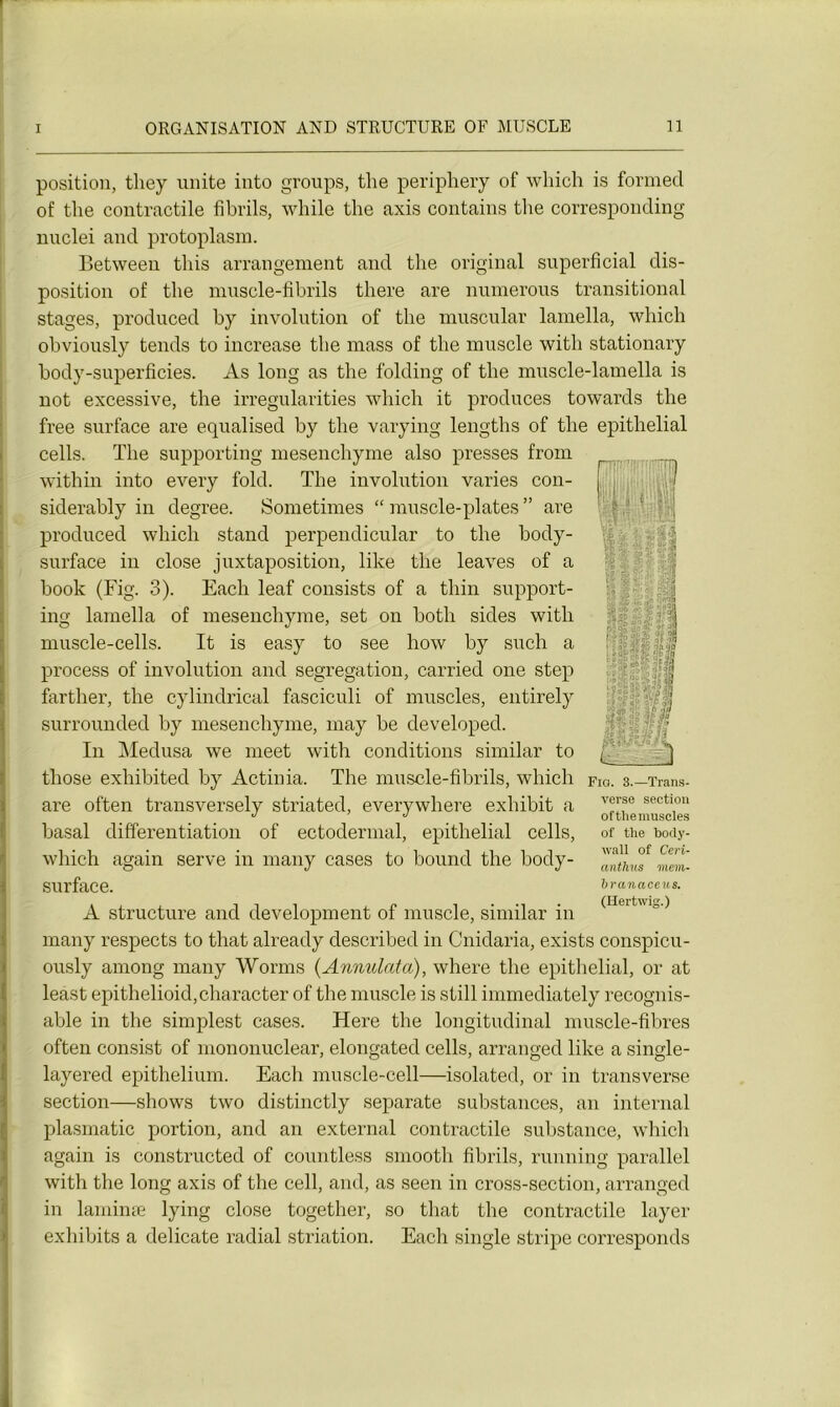 position, they unité into groups, the periphery of which is formée! of tlie contractile fibrils, while the axis contains the corresponding nuclei and protoplasm. Betweeu this arrangement and the original superficial dis- position of the muscle-fibrils there are numerous transitional stages, produced hy involution of the muscular lamella, which obviousty tends to increase the mass of the muscle witli stationary hody-superficies. As long as the folding of the muscle-lamella is not excessive, the irregularities which it produces towards the free surface are equalised by the varying lengths of the épithélial cells. The supporting mesenchyme also presses from within into every fold. The involution varies con- siderably in clegree. Sometimes “ muscle-plates ” are produced which stand perpendicular to the body- surface in close juxtaposition, like the leaves of a book (Fig. 3). Each leaf consists of a thin support- ing lamella of mesenchyme, set on both sides with muscle-cells. It is easy to see how by such a process of involution and ségrégation, carried one step farther, the cylindrical fasciculi of muscles, entirely surrounded by mesenchyme, may be developed. In Médusa we meet with conditions similar to tliose exhibited by Actinia. The muscle-fibrils, which are often transversely striated, everywhere exliibit a basal différentiation of ectodermal, épithélial cells, which again serve in many cases to bound the body- surface. A structure and development of muscle, similar in many respects to that already described in Cnidaria, exists conspicu- ously arnong many Worms (Annulâta), where the épithélial, or at least epithelioid,character of the muscle is still immediately recognis- able in the simplest cases. Here the longitudinal muscle-fibres often consist of mononuclear, elongated cells, arranged like a single- layered epithelium. Each muscle-cell—isolated, or in transverse section—shows two distinctly separate substances, an internai plasmatic portion, and an external contractile substance, which again is constructed of countless smooth fibrils, running parallel with the long axis of the cell, and, as seen in cross-section, arranged in laminæ lying close together, so that the contractile layer exhibits a délicate radial striation. Each single stripe corresponds Fio. 3.—Trans- verse section oftlie muscles of the body- wall of Ceri- anthus mem- branaceus. (Iiertwig.)