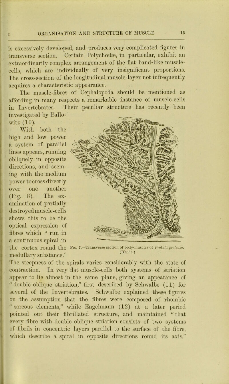 is excessively developed, and produces very complicated figures in transverse section. Certain Polychœtæ, in particular, exhibit an extraordinarily complex arrangement of the fiat band-like muscle- cells, whicli are individually of very insignificant proportions. The cross-section of the longitudinal muscle-layer not infrequently acquires a characteristic appearance. The muscle-fibres of Cephalopoda should be mentioned as affording in many respects a remarkable instance of muscle-cells in Invertebrates. Their peculiar structure has recently been investigated by Ballo- witz (10). With both tlie high and low power a System of parallel lines appears, running obliquely in opposite directions, and seern- ing with the medium power to cross directly over one another (Fig. 8). The ex- amination of partially destroyed muscle-cells shows this to be the optical expression of fibres which “ run in a continuons spiral in the Cortex round the Fl°- 7.—Transverse section of body-muscles of Protula protensa. medullary substance.” (Riiode.) The steepness of the spiral s varies considerably with the State of contraction. In very fiat muscle-cells both Systems of striation appear to lie almost in the same plane, giving an appearance of “double oblique striation,” first described by Schwalbe (11) for several of the Invertebrates. Schwalbe explained these figures on the assumption that the fibres were composed of rhombic “ sarcous éléments,” while Engelmann (12) at a later period pointed out their fibrillated structure, and maintained “ that every fibre with double oblique striation eonsists of two Systems of fibrils in concentric layers parallel to the surface of the fibre, which describe a spiral in opposite directions round its axis.”