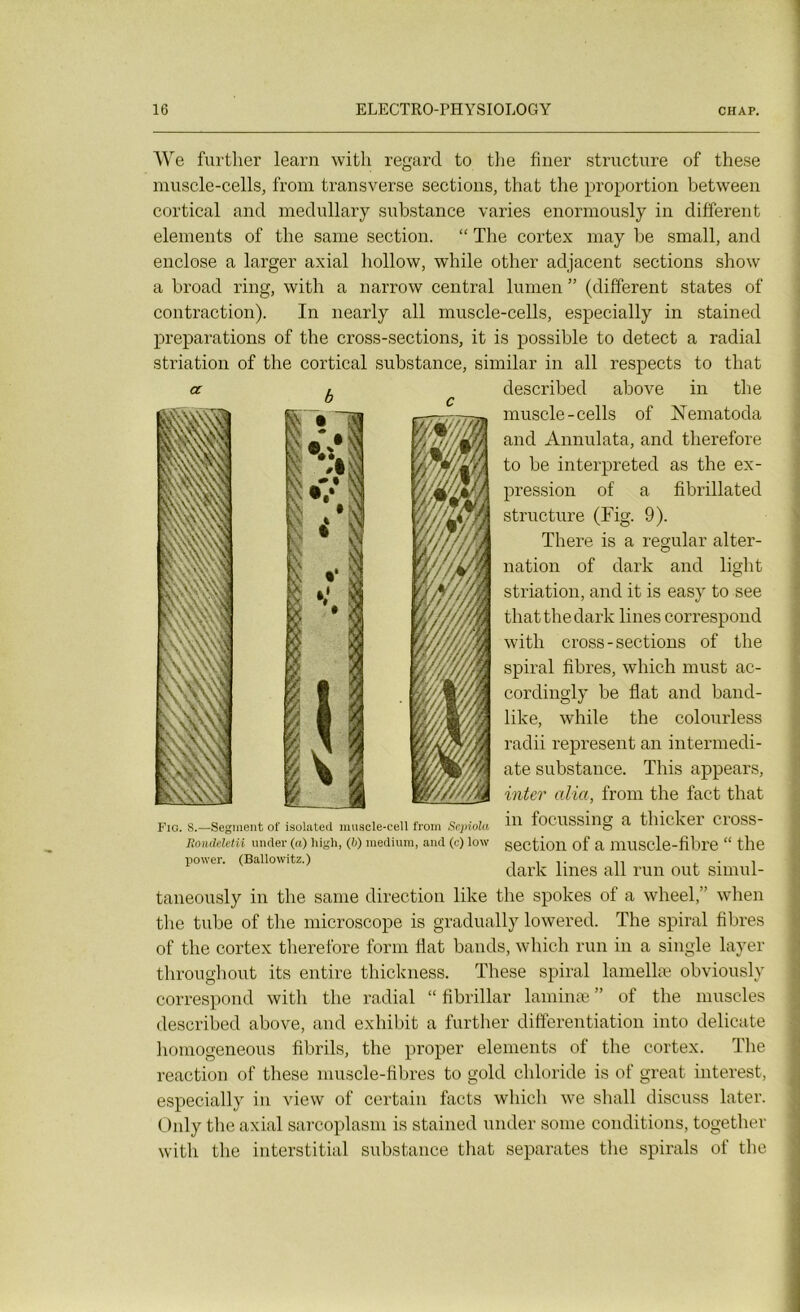 We further learn with regard to the finer structure of these muscle-cells, from transverse sections, that the proportion between cortical and medullary substance varies enormously in different éléments of the sanie section. “ The cortex may be small, and enclose a larger axial hollow, while other adjacent sections show a broad ring, with a narrow central lumen ” (different States of contraction). In nearly ail muscle-cells, especially in stained préparations of the cross-sections, it is possible to detect a radial striation of the cortical substance, similar in ail respects to that a b described above in the muscle-cells of Nematoda and Annulata, and therefore to be interpreted as the ex- pression of a fibrillated structure (Fig. 9). There is a regular alter- nation of dark and light striation, and it is easy to see that the dark lines correspond with cross-sections of the spiral fibres, which must ac- cordingly be fiat and band- like, while the colourless radii represent an intermedi- ate substance. This appears, inter alia, from the fact that in focussing a thicker cross- section of a muscle-fibre “ the dark lines ail run out simul- ?. i H Y M I Fia. S.—Segment of isolatecl muscle-cell from Sepiola Roiukletii under (a) high, (b) medium, and (c) low power. (Ballowitz.) taneously in the same direction like the spokes of a wheel,” when the tube of the microscope is gradually lowered. The spiral fibres of the cortex therefore form fiat bands, which run in a single layer throughout its entire thickness. These spiral lamellæ obviously correspond with the radial “ fibrillar laminæ ” of the muscles described above, and exhibit a further différentiation into délicate homogeneous fîbrils, the proper éléments of the cortex. The reaction of these muscle-fibres to gold chloride is of great interest, especially in view of certain facts which we shall discuss later. Only the axial sarcoplasm is stained under some conditions, together with the interstitiel substance that séparâtes the spirals of the