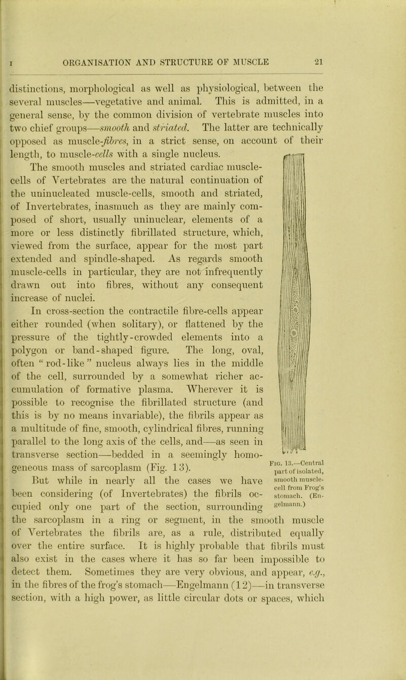 distinctions, morphological as well as physiological, between the several muscles—végétative and animal. This is admitted, in a general sense, by the common division of vertebrate muscles into two cbief groups—smooth and striated. The latter are technically opposed as muscle-jÆ&m, in a strict sense, on account of their length, to muscle-ce^s with a single nucléus. ^ The smooth muscles and striated cardiac muscle- cells of Vertebrates are the natural continuation of the uuinucleated muscle-cells, smooth and striated, of Invertebrates, inasmuch as tliey are mainly com- posed of short, usually uninuclear, éléments of a more or less distinctly fibrillated structure, which, viewed from the surface, appear for the most part extended and spindle-shaped. As regards smooth muscle-cells in particular, they are not infrequently drawn out into fibres, without any conséquent increase of nuclei. In cross-section the contractile fibre-cells appear either rounded (when solitary), or flattened by the pressure of the tightly-crowded éléments into a polygon or band-shaped figure. The long, oval, often “rod-like” nucléus always lies in the middle of the cell, surrounded by a somewhat richer ac- cumulation of formative plasma. Wherever it is possible to recognise the fibrillated structure (and this is by no means invariable), the fibrils appear as a multitude of fine, smooth, cylindrical fi lires, running parallel to the long axis of the cells, and—as seen in transverse section—bedded in a seemingly homo- geneous mass of sarcoplasm (Fig. 13). But while in nearly ail the cases we liave been considering (of Invertebrates) the fibrils oc- cupied only one part of the section, surrounding the sarcoplasm in a ring or segment, in the smooth muscle of Vertebrates the fibrils are, as a rule, distributed equally over the entire surface. It is highly probable that fibrils must also exist in the cases where it lias so far been impossible to cletect them. Sometimes they are very obvious, and appear, e.çj., in the fibres of the frog’s stomach—Engelmann (12)—in transverse section, with a high power, as little circulai' dots or spaces, which iil! ; Si Fio. 13.—Central partof isolated, smooth muscle- cell from Frog’s stomach. (En- gelmann.)