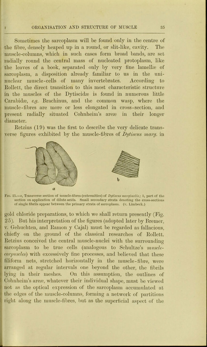 Sometimes the sarcoplasm will be found only in the centre of the fibre, densely heaped up in a round, or slit-like, cavity. The muscle-columns, which in such cases form broad bands, are set i radially round the central mass of nucleated protoplasm, like the leaves of a book, separated only by very fine lamellæ of sarcoplasm, a disposition already familiar to us in the uni- nuclear muscle-cells of many invertebrates. According to Eollett, the direct transition to this most characteristic structure in the muscles of the Dytiscidæ is found in numerous little Carabidæ, e.y. Brachinus, and the common wasp, where the muscle-fibres are more or less elongated in cross-section, and présent radially situated Cohnheim’s areæ in their longer diameter. Betzius (19) was the first to describe the very délicate trans- verse figures exhibited by the muscle-fibres of Dytiscus mary, in . Fio. 25.—a, Transverse section of muscle-fibres (extremities) of Dytiscus marginalis; l, part of the section on application of dilute acids. Small secondary strata denoting the cross-sections of single fibrils appear between the primary strata of sarcoplasm. (v. Limbeclc.) gold chloride préparations, to which we shall return presently (Fig. 25). But his interprétation of the figures (adopted later by Bremer, v. Gelnichten, and Ramon y Cajal) rnust be regarded as fallacious, chiefiy on the ground of the classical researches of Rollett. Retzius conceived the central muscle-nuclei with the surroundine sarcoplasm to be true cells (analogous to Schultze’s musde- corpusdes) with excessively fine processes, and believed that these filiform nets, stretched horizontally in the muscle-fibre, were arranged at regular intervals one beyond the other, the fibrils lying in their meshes. On this assumption, the outlines of Cohnheim’s areæ, whatever their individual shape, must be viewed not as the optical expression of the sarcoplasm aceumulated at the edges of the muscle-columns, forming a network of partitions right along the muscle-fibres, but as the superficial aspect of the