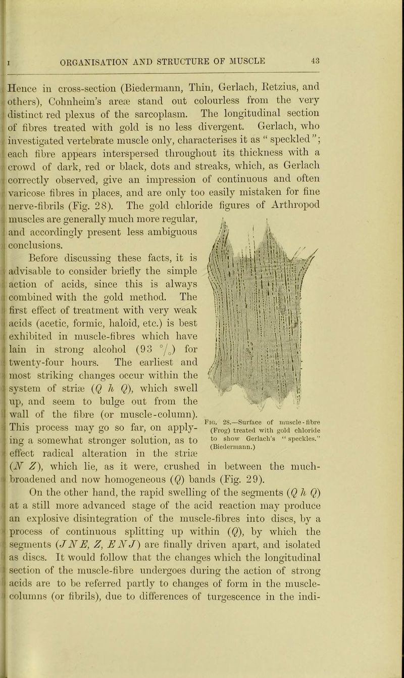 Hence in cross-section (Biedermann, Thiu, Gerlach, Retzius, and others), Cohnheim’s areæ stand ont colonrless froni the very distinct red plexus of the sarcoplasm. The longitudinal section of fibres treated with gold is no less divergent. Gerlach, who investigated vertebrate muscle only, characterises it as “ speckled each fibre appears interspersed throughout its thickness with a crowd of dark, red or black, dots and streaks, which, as Gerlach correctly ohserved, give an impression of continuons and often varicose fibres in places, and are only too easily mistaken for fine nerve-fihrils (Fig. 28). The gold chloride figures of Arthropod muscles are generally much more regular, and accordingly présent less ambiguous conclusions. Before discussing these facts, it is advisable to consider briefly the simple action of acids, silice this is always combined with the gold method. The first effect of treatment with very weak acids (acetic, formic, haloid, etc.) is best exhibited in muscle-fibres which hâve lain in strong alcohol (93 °/) for twenty-four hours. The earliest and most striking changes occur with in the System of striæ (Q h Q), which swell up, and seem to bulge out from the wall of the fibre (or muscle-column). This process may go so far, on apply- ing a somewhat stronger solution, as to effect radical alteration in the striæ {N Z), which lie, as it were, crushed in between the much- broadened and now homogeneous (Q) bands (Fig. 29). On the other hand, the rapid swelling of the segments (Q h Q) at a still more advanced stage of the acid reaction may produce an explosive disintegration of the muscle-fibres into dises, by a process of continuons splitting up within (Q), by which the segments (J N E, Z, E N J) are finally driven apart, and isolated as dises. It would follow that the changes which the longitudinal section of the muscle-fibre undergoes during the action of strong acids are to be referred partly to changes of form in the muscle- columns (or fibrils), due to différences of turgescence in the indi- ;!;A UUw ; ç’U U vMl .ni , V i I < ■ > Fio. 2S.—Surface of muscle - fibi'e (Frog) treated with gold chloride to show Gerlach's “ speckles.” (Biedermann.)