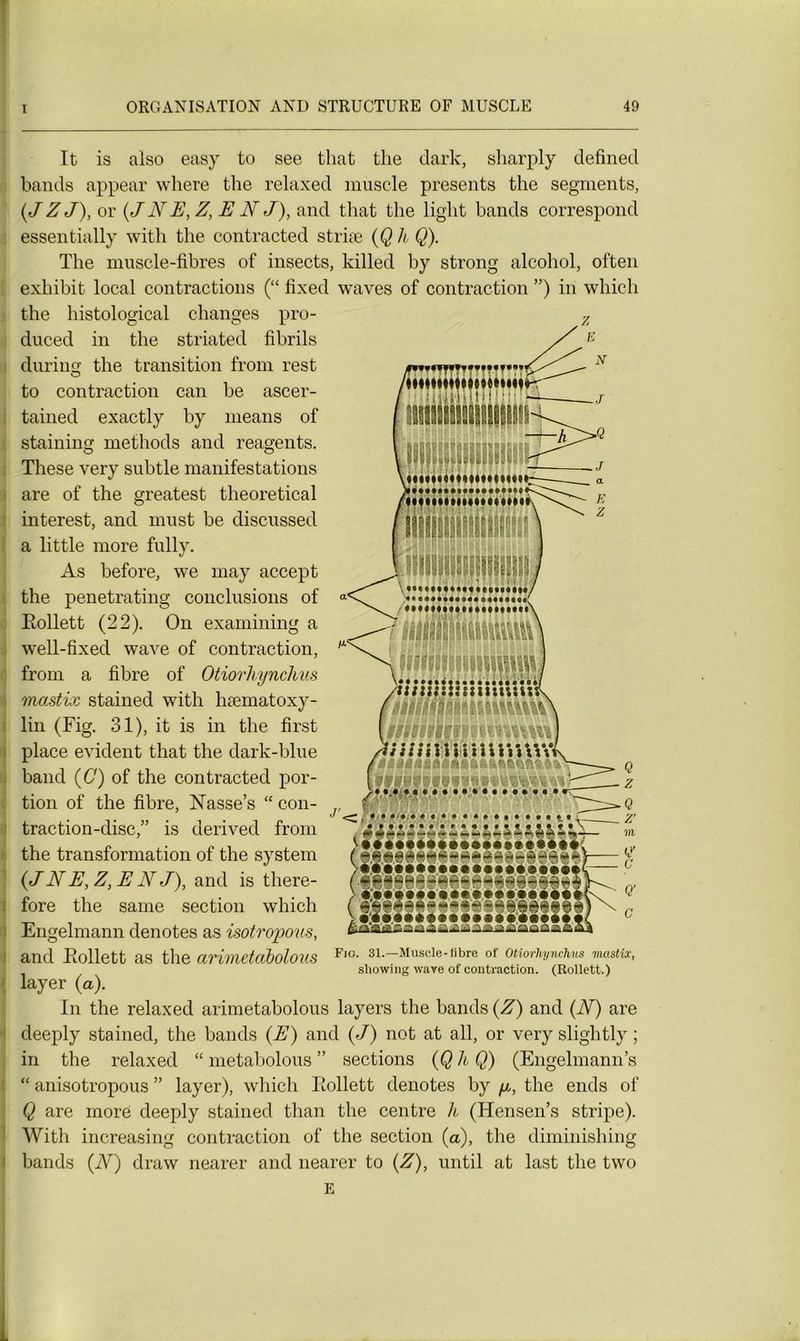 It is aiso easy to see that the dark, sharply defined bands appear where the relaxed muscle présents the segments, (J Z J), or (J N E, Z, E N J), and that the light bands correspond essentially with the contracted striæ (Q h Q). The muscle-fibres of insects, killed by strong alcohol, often exhibit local contractions (“ fixed waves of contraction ”) in which the histological changes pro- duced in G the striated fibrils during the transition from rest to contraction can be ascer- tained exactly by means of staining methods and reagents. These very subtle manifestations are of the greatest theoretical interest, and must be discussed a little more fully. As before, we may accept the penetrating conclusions of Eollett (22). On examining a well-fixed wave of contraction, from a fibre of Otiorhynchus mastix stained with hæmatoxy- lin (Fig. 31), it is in the first place évident that the dark-blue band (C) of the contracted por- tion of the fibre, Nasse’s “ con- traction-disc,” is derived from the transformation of the System (J N E, Z, E NJ), and is there- fore the same section which Engelmann dénotés as isotropous, and Eollett as the arimetabolous layer (a). In the relaxed arimetabolous layers the bands (Z) and (N) are deeply stained, the bands (E) and (J) not at ail, or very slightly ; in the relaxed “ metabolous ” sections (Q h Q) (Engelmann’s “ anisotropous ” layer), which Eollett dénotés by //,, the ends of Q are more deeply stained than the centre h (Hensen’s stripe). With increasing contraction of the section (a), the diminishing bands (N) draw nearer and nearer to (Z), until at last the two E U* ÜH Fio. 31.—Muscle-libre of Otiorhynchus mastix, showing wave of contraction. (Rollett.)
