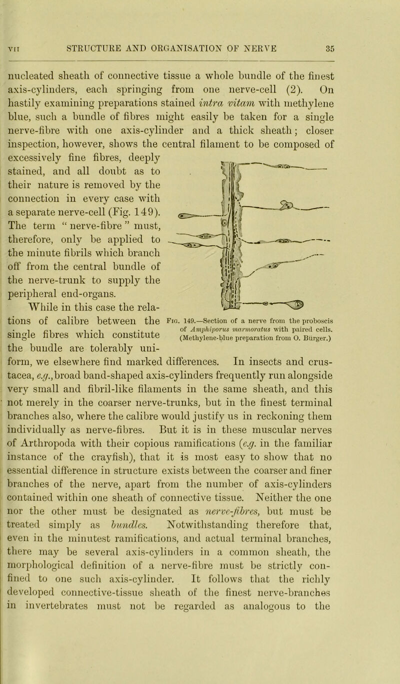 uucleated sheath of connective tissue a whole biindle of tlie fin est axis-c}dinders, eacli springing froin one nerve-cell (2). On hastily examining préparations stained intra vitam witli niethylene bine, such a bundle of fibres inight easily be taken for a single nerve-fibre witli one axis-cylinder and a thick sheath ; doser inspection, however, shows the central filament to be composed of excessively fine fibres, deeply stained, and ail donbt as to their nature is removed by the connection in every case with a separate nerve-cell (Fig. 149). The terni “ nerve-fibre ” niust, therefore, only be applied to the minute fibrils which brandi off froni the central bundle of the nerve-trunk to supply the perijiheral end-organs. While in this case the rela- tions of calibre betvveen the Fig. 149.—section of a nerve from tlie proboscis . -, 1 • 1 i-i. i of Amphiporus marmoratus with pairetl cells. single fibres which constitute (Methylene-blue préparation from O. nurger.) the bundle are tolerably uni- forni, we elsewhere find marked différences. In insects and crus- tacea, e.r/.,broad band-shaped axis-cylinders frequently run alongside very small and fibril-like filaments in the sanie sheath, and this ■ not merely in the coarser nerve-trunks, but in the finest terminal branches also, where the calibre would justify us in reckoning them individually as nerve-fibres. But it is in these niuscular nerves of Arthropoda with their copions ramifications (e.y. in the familiar instance of the crayfish), that it is most easy to show that no essential différence in structure exists between the coarser and finer branches of the nerve, apart froni the nuniber of axis-cylinders contained within one sheath of connective tissue. Neither the one nor the other niust be designated as nerve-Jibres, but niust be treated siniply as huncllcs. îlotwithstanding therefore that, j even in the minutest ramifications, and actual terminal branches, I there may be several axis-cylinders in a coinmon sheath, the i morphological définition of a nerve-fibre niust be strictly con- ' fined to one such axis-cylinder. It follows that the richly I developed connective-tissue sheath of the finest nerve-branches in invertebrates niust not be regarded as analogous to the