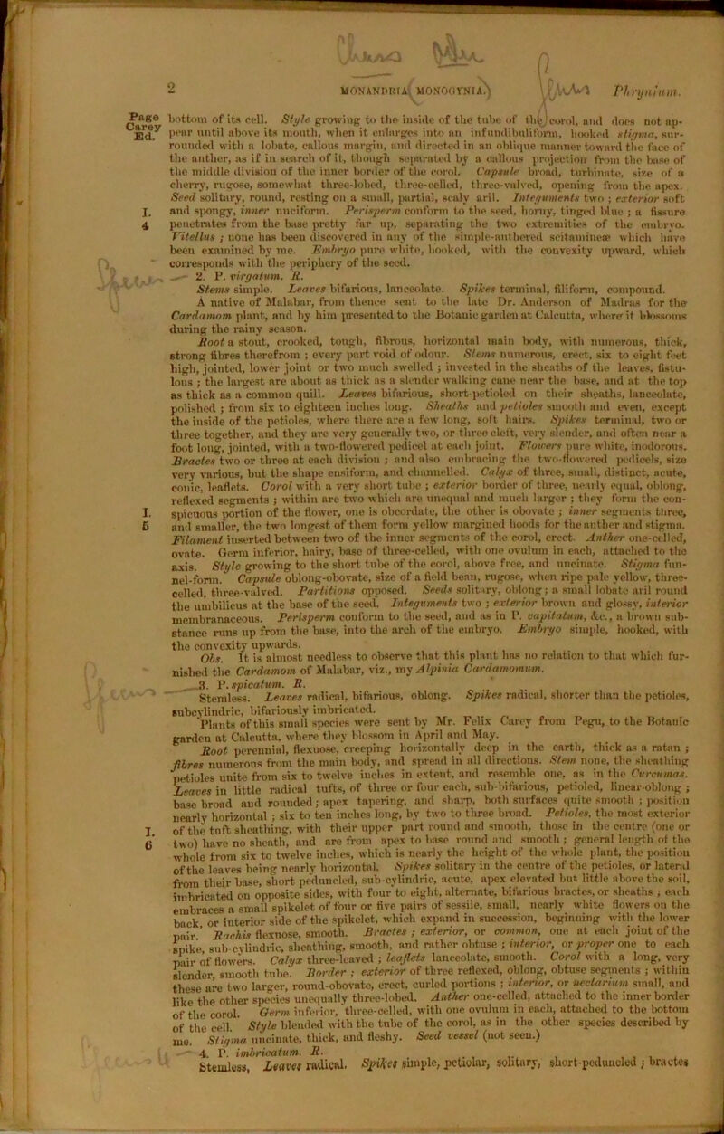 Page Carey Ed. I. 4 I. 6 I. 6 UONANKItlA HOJfOQTNIA.) ft UAv^ Phrynium. bottom of its cell. Style growing to tbo inside of the tube of thijJ corol, ami does not ap- pear until above its mouth, when it enlarges into an inftmdibnlifonn, hookeil stigma, sur- rounded with a lobate, callous margin, and directed in an oblique manner toward the face of the anther, as if in search of it, though separated by a callous projection from the base of the middle division of the inner border of the coral. Capsule broad, turbinate, size of a cherry, rugose, somewhat three-lobed, three-celled, three-valved, opening from the apex. Seed solitary, round, resting on.a small, partial, scaly aril. Integuments two ; exterior soft and spongy, inner nueiform. Perieperm conform to the seed, horny, tinged blue ; a fissure penetrates from the base pretty far up, separating the two extremities of the embryo. Vitellus ; uone lias been discovered in any of the simple-authored seitaminese which have been examined by me. Embryo pure white, booked, with the convexity upward, which corresponds with the periphery of the seed. _ 2. P. virgafum. R. Stems simple. Leaves bifarions, lanceolate. Spikes terminal, filiform, compound. A native of Malabar, from thence sent to the late Dr. Anderson of Madras for the Cardamom plant, and by him presented to the llotauie garden at Calcutta, where it blossoms during tlie rainy season. Root a stout, crooked, tongli, fibrous, horizontal main body, with numerous, thick, strong fibres therefrom ; every part void of odour. Stems numerous, ereet, six to eight feet high, jointed, lower joint or two much swelled ; invested in the sheaths of the leaves, fistu- lous ; the largest are about as thick as a slender walking cane near the base, and at the top as thick as a common quill. Leaves hilarious, short petioled on their sheaths, lanceolate, polished ; from six to eighteen inches long. Sheaths and petioles smooth and even, except the inside of the petioles, where there are a few long, soft hairs. Spikes terminal, two or three together, and they are very generally two, or thvee cleft, very slender, and often near a foot long, jointed, with a two-flowered pedicel at each joint. Flowers pure white, inodorous. Erodes two or three at each division ; and also embracing the two-flowered pedicels, size very various, but the shape ensiform, and channelled. Calgx of three, small, distinct, acute, conic, leaflets. Carol with a very short tube ; exterior border of three, nearly equal, oblong, reflexed segments ; within are two which are unequal and much larger ; they form the con- spicuous portion of the flower, one is obcordate, the other is obovate ; inner segments three, and smaller, the two longest of them form yellow margined hoods for the anther and stigma. Filament inserted between two of the inner segments of the corol, erect. Anther one-celled, ovate. Germ inferior, hairy, base of three-celled, with one ovulum in each, attached to the axis. Style growing to the short tube of the corol, above free, and uncinate. Stigma fun- nel-form. Capsule oblong-obovnte, size of a field bean, rugose, when ripe pale yellow, three- celled, three-valved. Partitions opposed. Seeds solitary, oblong; a small lobate aril round the umbilicus at the base of the seed. Integuments two ; exterior brown and glossy, in/eiior membranaceous. Perisperm conform to the seed, and as in P. capitatum, Ac., a brown sub- stance runs up from the base, into the arch of the embryo. Embryo simple, hooked, with the convexity upwards. Obs. It is almost needless to observe that tins plant has no relation to that which fur- nished the Cardamom of Malabar, viz., my Alpinia Cardamomum. 3. P.spicatum. R. Stemless. Leaves radical, bifarious, oblong. Spikes radical, shorter than the petioles, Bubcylindric, bifariously imbricated. 'Plants of this small species were sent by Mr. Felix Carey from Pegu, to the Botanic garden at Calcutta, where they blossom in April and May. Root perennial, flexuose, creeping horizontally deep in the earth, thick as n ratan ; fibres numerous from the main body, and spread in all directions. Stem none, the sheathing petioles unite from six to twelve inches in extent, and resemble one, as in the Curcumas. Leaves in little radical tufts, of three or four each, sub-bifarious, petioled, linear-oblong ; base broad and rounded; apex tapering, and sharp, both surfaces quite smooth ; position nearly horizontal ; six to ten inches long, by two to tliree broad. Petioles, the most exterior of the tuft sheathing, with their upper part round and smooth, those in the centre (one or two) have no sheath, and are from apex to base round and smooth ; general length of the whole from six to twelve inches, which is nearly the height of the whole plant, the position of the leaves being nearly horizontal. Spikes solitary in the centre of the petioles, or lateral from their base, short pednncled, sub-cylindrie, acute, apex elevated but little above the soil, imbricated on opposite sides, with four'to eight, alternate, bifarious braetes, or sheaths ; each embraces a small spikelet of four or live pairs of sessile, small, nearly white flowers on the back or interior side of the spikelet, which expand in succession, beginning with the lower pair ’ Raehis flexuose, smooth. Braetes ; exterior, or common, ono at each joiut of the spike sub-cvliudric, sheathing, smooth, and rather obtuse ; interior, or proper one to each •pair of flowers. Calyx three-leaved ; leaflets lanceolate, smooth. Corol with a long, very slender smooth tube. Border ; exterior of three reflexed, oblong, obtuse segments ; within these are two larger, round-obovate, erect, curled portions ; interior, or nectarium small, aud like the other species unequally three-lobed. Anther one-celled, attached to the inner bonier of the corol. Germ inferior, tliree-celled, with one ovulum in each, attached to the bottom of the cell Style blended with the tube of the corol, as in the other species described by Stigma uncinate, thick, and fleshy. Seed vessel (not seen.) 4. P. imbricatum. R- Stemless, Leaves radical. Spikes simple, petiolar, solitary, short-peduncled ; braetes mo.