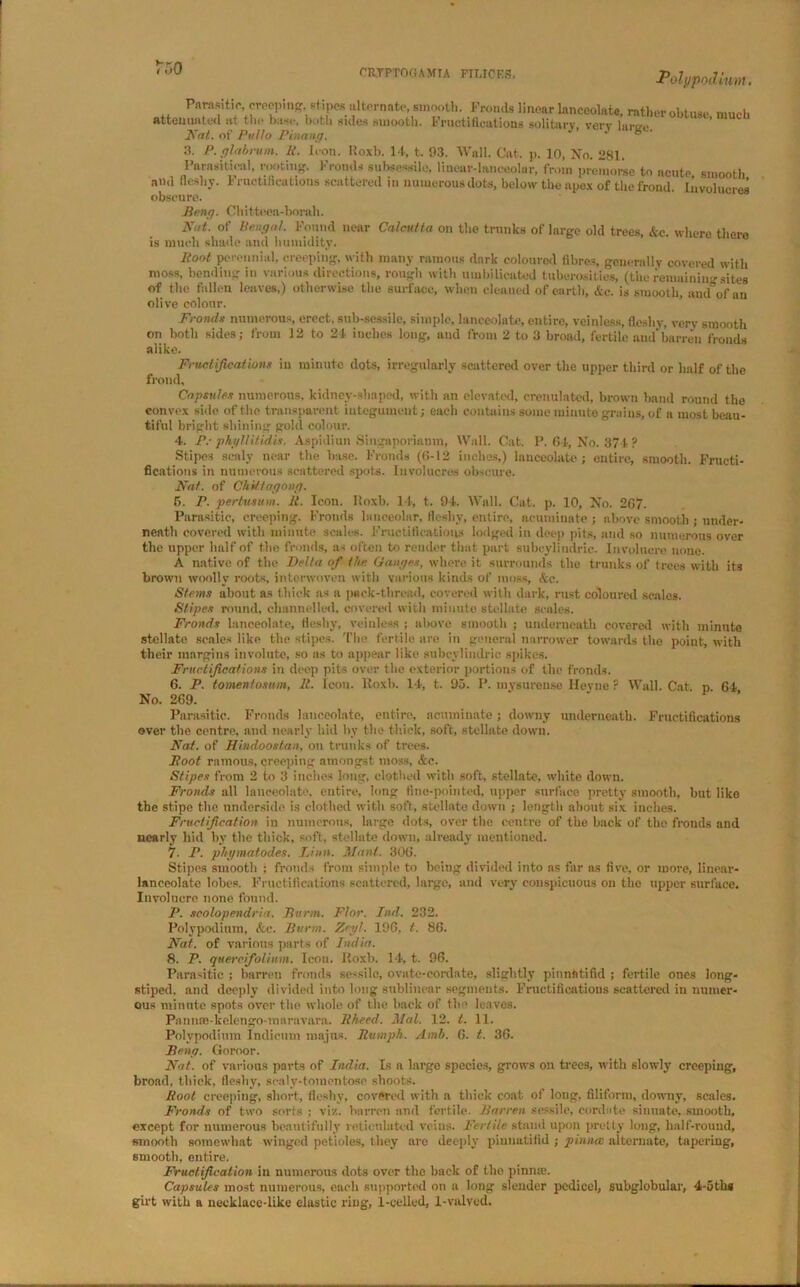 r oO Pni^Uic, creeping, stipes alternate, smooth. Fronds linear lanceolate, rather obtuse, much attenuated at the base, both sides smooth. Fructifications solitary, very large. Nat. of Pulto Pinang. 3. P.glabruin. R. Icon. Hoxb. 14, t. 93. Wall. Cat., p. 10, No. 281. Parasitical, rooting. 1' roods subsessile, lincur-lanceolar, from premorse to acute smooth and fleshy. 1 ruotifications scattered in numerous dots, below the apex of the frond. Involucres obscure. Peng. Chitteen-borah. Nut. of Bengal. Found near Calcutta on the trunks of large old trees, &e. where there is much shade and humidity. Root perennial, creeping, with many ramous dark coloured fibres, generally covered with moss, bending in various directions, rough with umhilicated tuberosities, (the remaining sites of the fallen leaves,) otherwise the surface, when cleaned of earth, &c. is smooth, and of an olive colour. Fronds numerous, erect, sub-sessile, simple, lanceolate, entire, veinless, fleshy, very smooth on both sides; from 12 to 24 inches long, and from 2 to 3 broad, fertile and barren fronds alike. Fructifications in minute dots, irregularly scattered over the upper third or half of the frond. Capsules numerous, kidney-shaped, with an elevated, crenulatcd, brown band round the eonvex side of the transparent integument; each contains some minute grains, of a most beau- tiful bright shining gold colour. 4. Pc phyllitidis. Aspidiun Singaporianm, Wall. Cat. P.64, No. 374? Stipes scaly near the base. Fronds (6-12 inches,) lanceolate; entire, smooth. Fructi- fications in numerous scattered spots. Involucres obscure. Nat. of Chittagong. 6. P. pertusum. it. Icon. Hoxb. 14, t. 94. Wall. Cat. p. 10, No. 267. Parasitic, creeping. Fronds lanoeolar, fleshy, entire, acuminate ; above smooth ; under- neath covered with minute scales. Fructifications lodged in deep pits, and so numerous over the upper half of the fronds, as often to render that part subcylindric. Involucre none. A native of the Delta of the Ganges, where it surrounds the trunks of trees with its brown woolly roots, interwoven with various kinds of moss, Ac. Stems about as thick as a pack-thread, covered with dark, rust coloured scales. Stipes round, channelled, covered with minute stellate scales. Fronds lanceolate, fleshy, veinless ; above smooth ; underneath covered with minute stellate scales like the stipes. The fertile are in general narrower towards the point, with their margins involute, so as to appear like subcylindric spikes. Fructifications in deep pits over the exterior portions of the fronds. 6. P. tomen/osum, R. Icon. Roxb. 14, t. 95. P. mvsurense Hevue ? Wall. Cat. p. 64 No. 269. Parasitic. Fronds lanceolate, entire, nenminate; downy underneath. Fructifications over the centre, and nearly hid by the thick, soft, stellate down. Nat. of Hindoostan, on trunks of trees. Root ramous, creeping amongst moss, &c. Stipes from 2 to 3 inches long, clothed with soft, stellate, white down. Fronds all lanceolate, entire, long fine-pointed, upper surface pretty smooth, but like the stipe the underside is clothed with soft, stellate down ; length about six inches. Fructification in numerous, large dots, over the centre of the back of the fronds and nearly hid by the thick, soft, stellate down, already mentioned. 7. P. phymatodes. Linn. Manl. 306. Stipes smooth ; fronds from simple to being divided into ns far as five, or more, linear- lanceolate lobes. Fructifications scattered, large, and very conspicuous on the upper surface. Involucre none found. P. scolopendria. Purm. Flor. Ind. 232. Polypodium, &c. Pv.rm. Zeyl. 196, t. 86. Nat. of various parts of India. 8. P. quercifolium. Icon. Hoxb. 14, t. 96. Parasitic ; barren fronds sessile, ovate-cordate, slightly pinnfttifid ; fertile ones long- stiped, and deeply divided into long sublinear segments. Fructifications scattered in numer- ous minute spots over the whole of the back of the leaves. Pnnnae-kelengo-mnravara. Rheed. Mai. 12. t. 11. Polypodium Indicum majus. Humph. Amh. 6. t. 36. Peng. Goroor. Nat. of various parts of India. Is a large species, grows on trees, with slowly creeping, broad, thick, fleshy', sealy-toraentose shoots. Root creeping, short, fleshy, covered with a thick coat of long, filiform, downy, scales. Fronds of two sorts ; viz. barren and fertile. Barren sessile, cordate sinuate, smooth, except for numerous beautifully reticulated veins. Fertile stand upon pretty long, lialf-round, smooth somewhat winged petioles, they are deeply pinnatifid ; pinna alternate, tapering, smooth, entire. Fructification in numerous dots over the back of the pinme. Capsules most numerous, each supported on a long slender pedicel, subglobular, 4-5thg girt with a necklace-like elastic ring, 1-gelled, 1-valved.