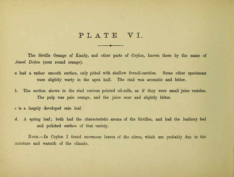 » The Seville Orange of Kandy, and other parts of Ceylon, known there by the name of Amool Dodan (sour round orange). a had a rather smooth surface, only pitted with shallow foveoli-cavities. Some other specimens were slightly warty in the apex half. The rind was aromatic and bitter. b. The section shows in the rind curious pointed oil-cells, as if they were small juice vesicles. The pulp was pale orange, and the juice sour and slightly bitter. c is a largely developed rain leaf. d. A spring leaf; both had the characteristic aroma of the Sdvilles, and had the leathery feel and polished surface of that variety. Note.—In Ceylon I found enormous leaves of the citrus, which are probably due to the moisture and warmth of the climate.